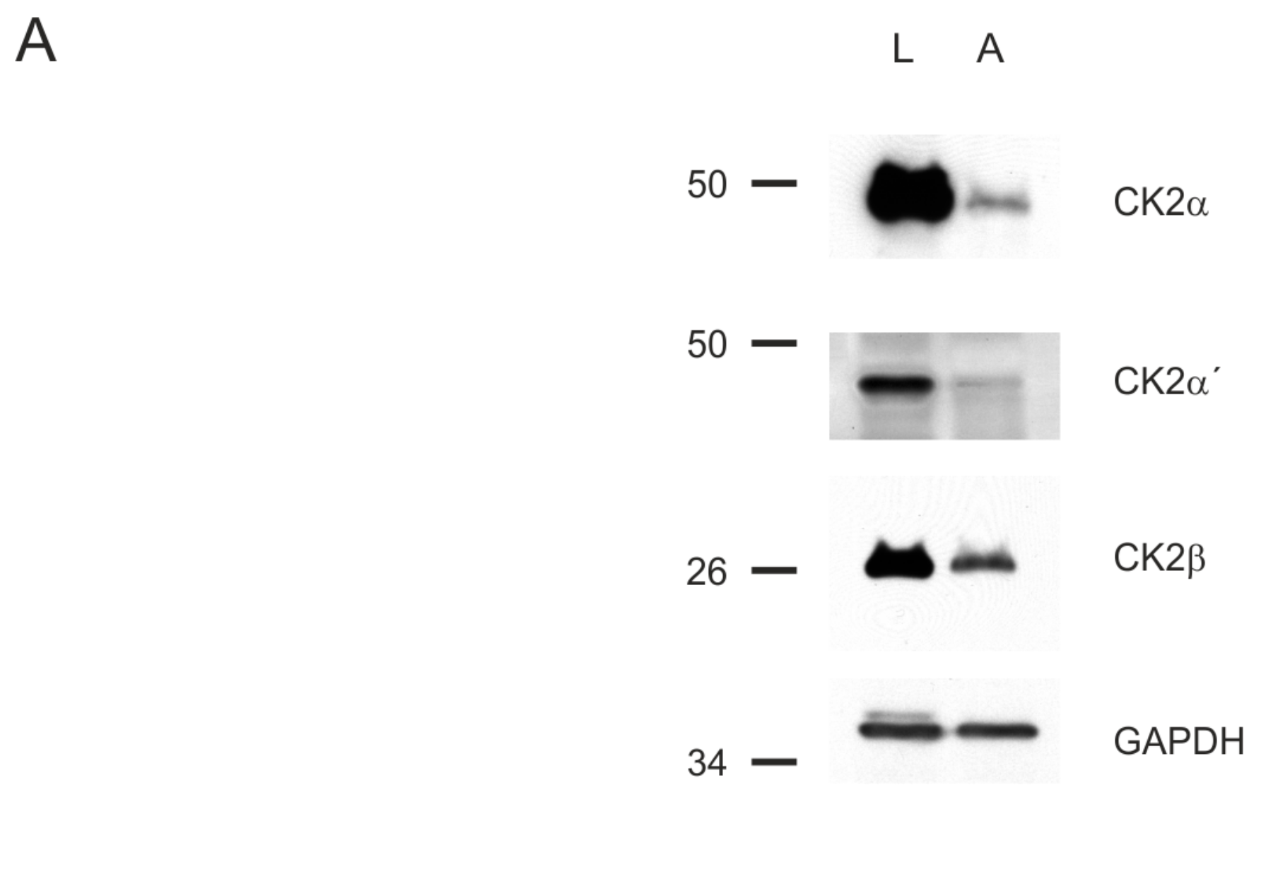 Pharmaceuticals 11 00023 g004a