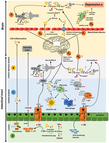 A Dialogue between the Immune System and Brain, Spoken in the Language of  Serotonin