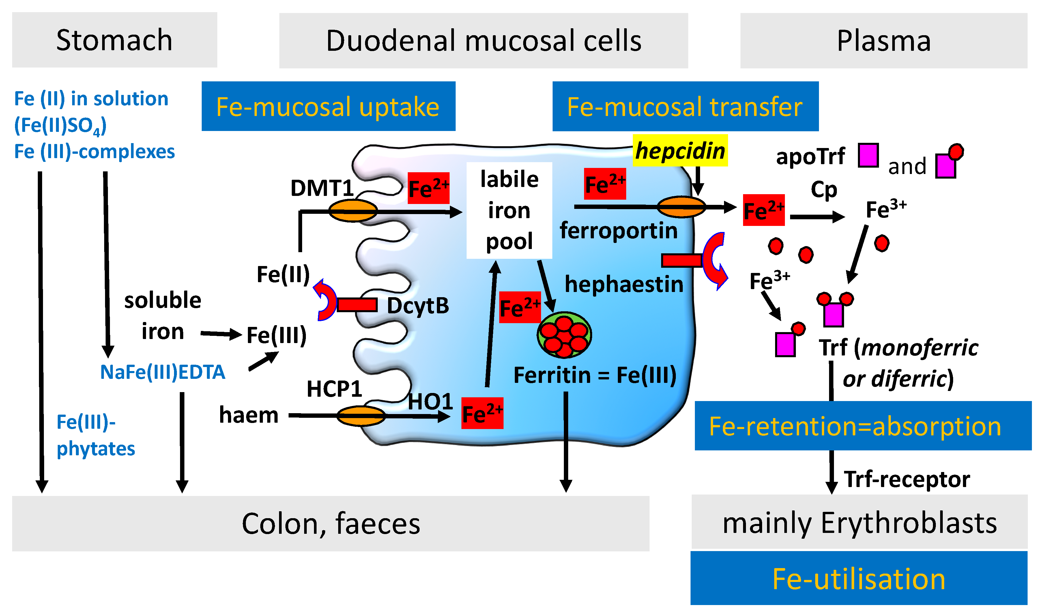 Pharmaceuticals Free FullText Iron Absorption in IronDeficient Women, Who Received 65 mg
