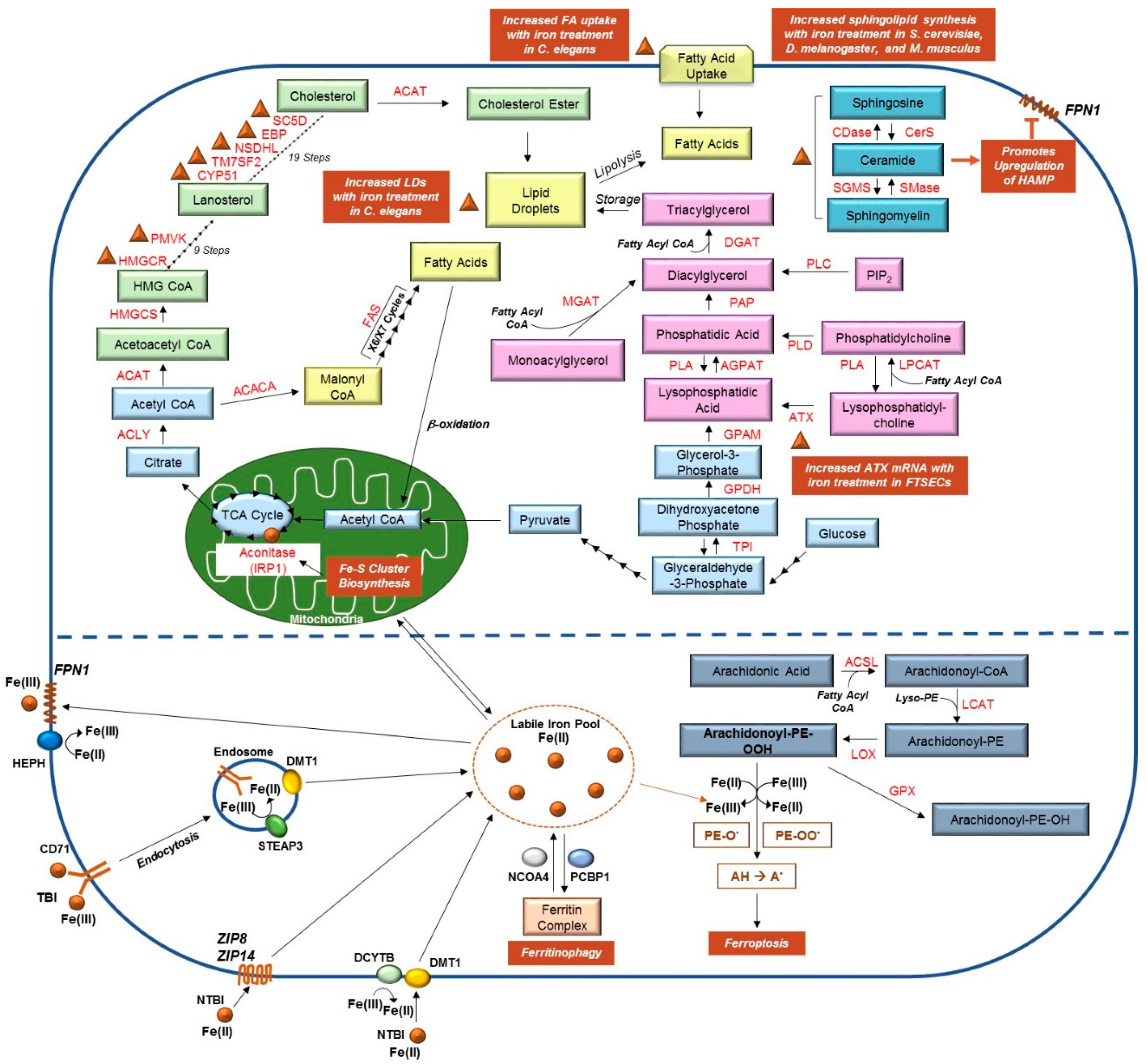 Pharmaceuticals 11 00113 g001 Pharmaceuticals 11 00113 g001