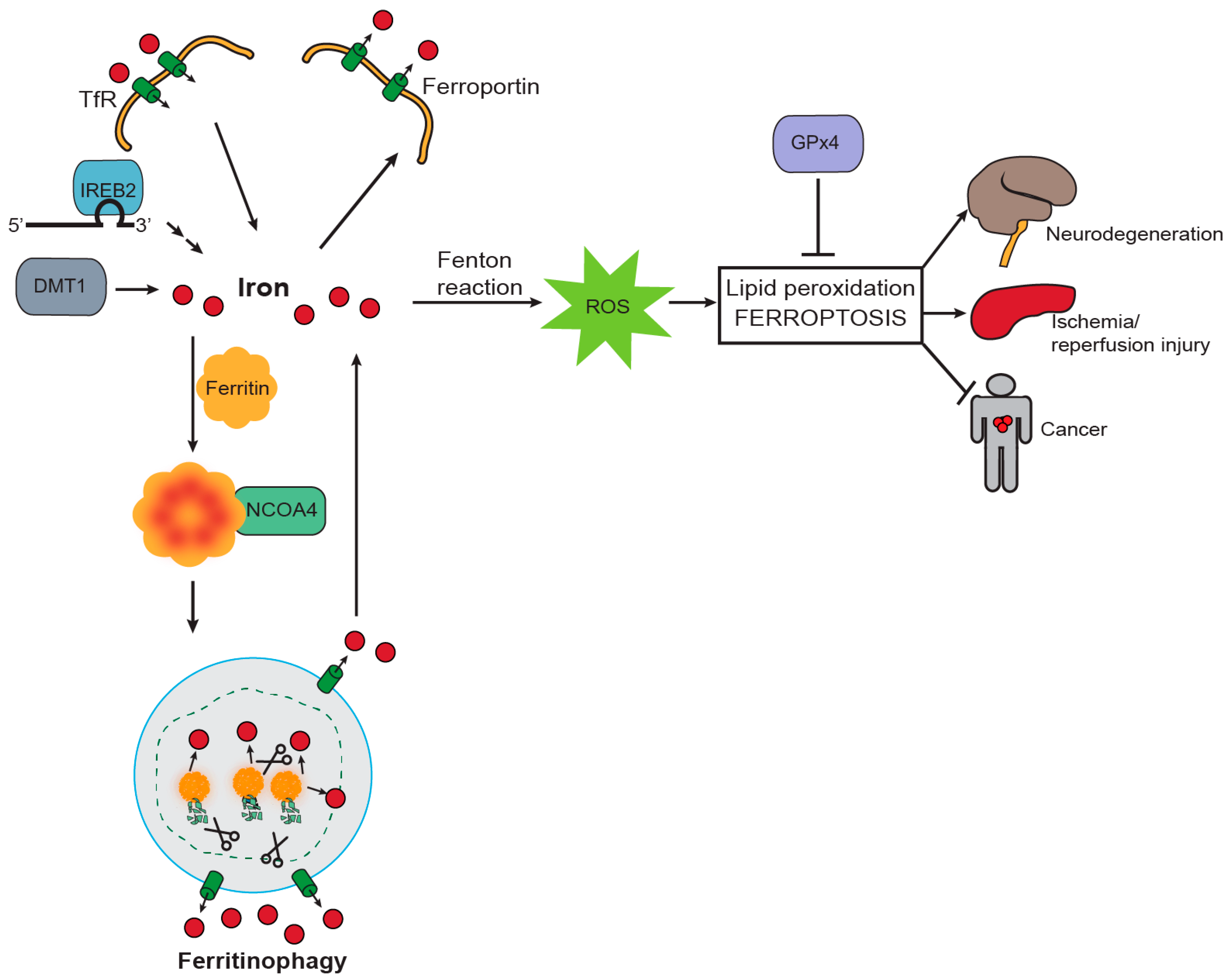 Pharmaceuticals 11 00114 g002 Pharmaceuticals 11 00114 g002