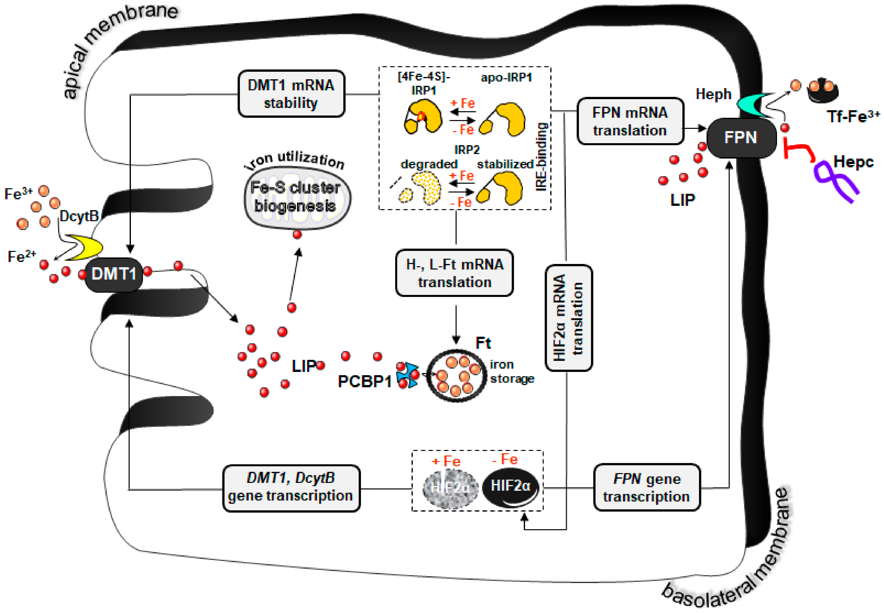 Pharmaceuticals Free FullText Iron Supplementation in Suckling