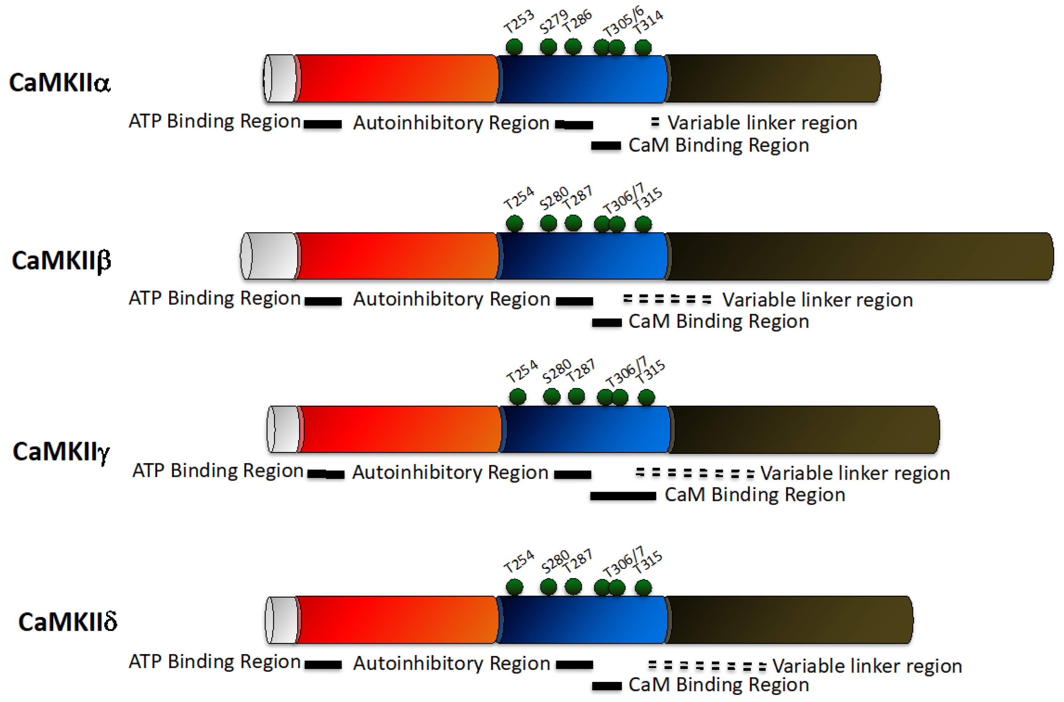 Pharmaceuticals 12 00008 g003