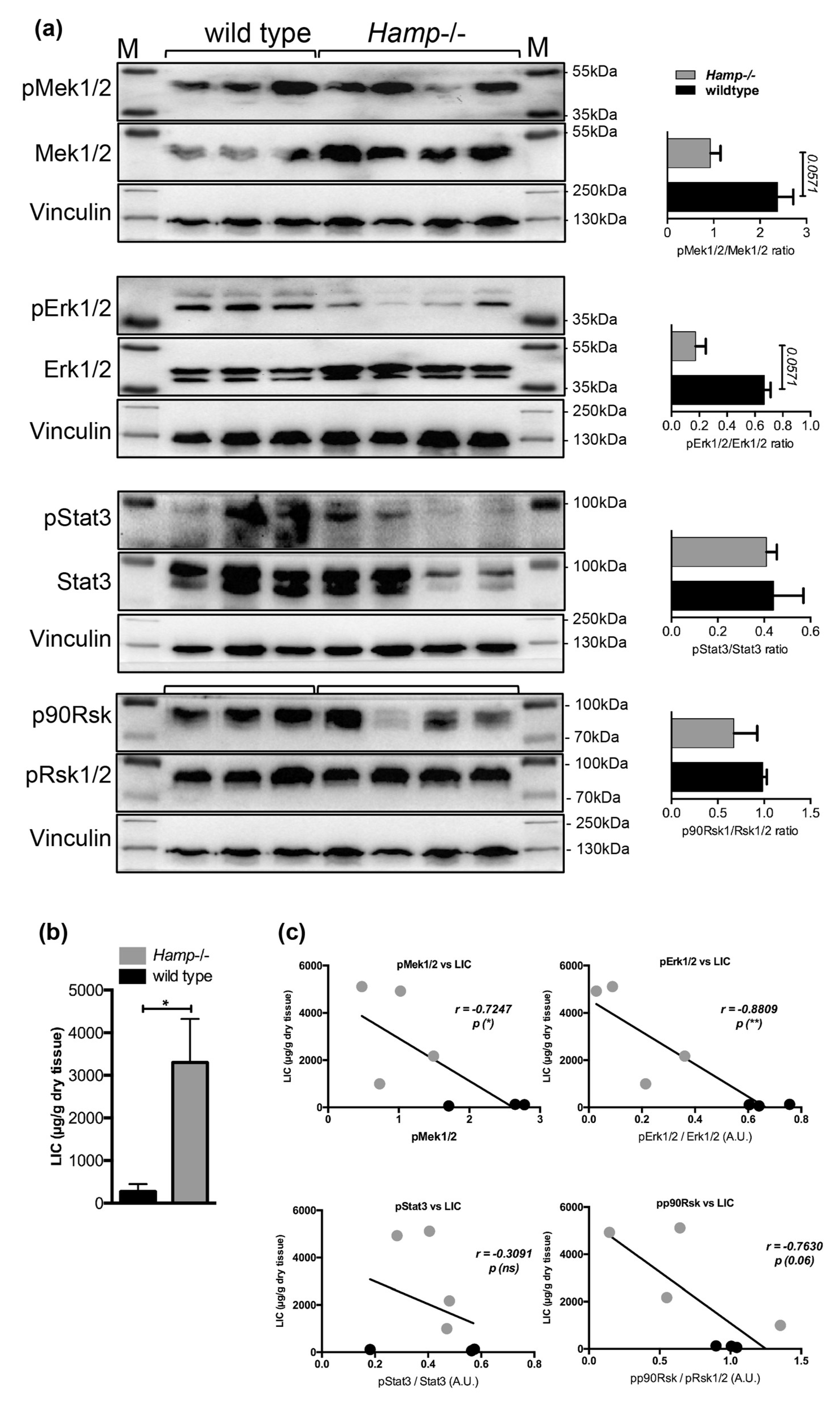 Pharmaceuticals 12 00070 g005a Pharmaceuticals 12 00070 g005a