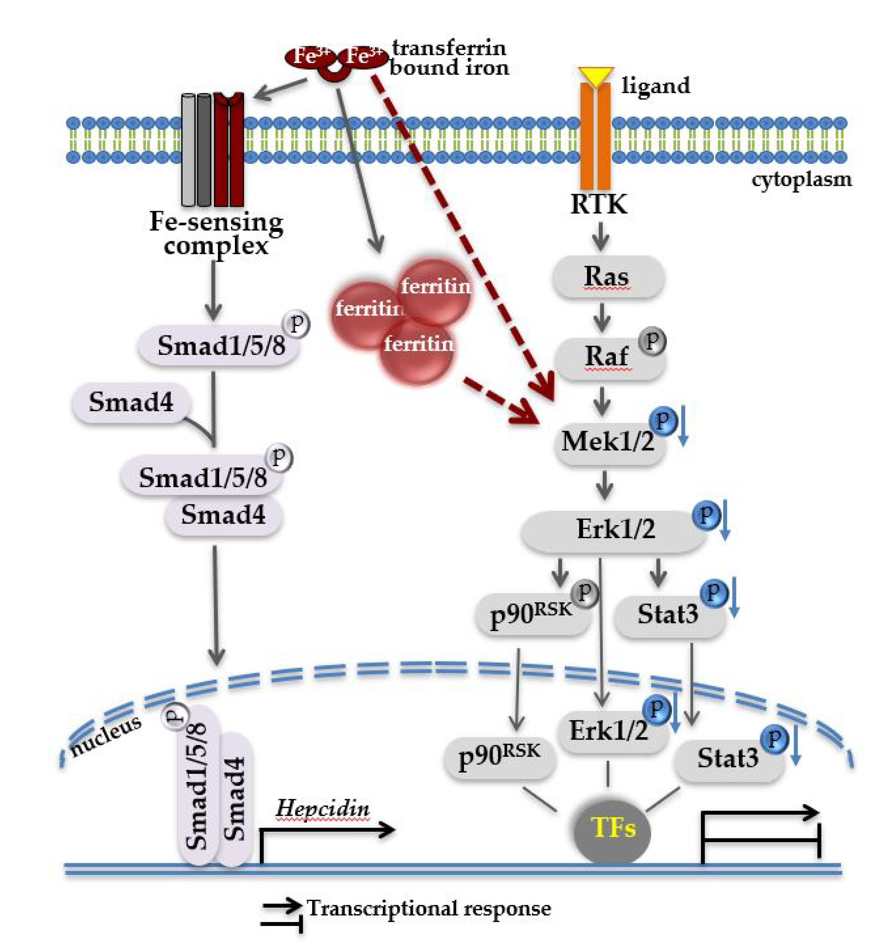 Pharmaceuticals 12 00070 g006 Pharmaceuticals 12 00070 g006