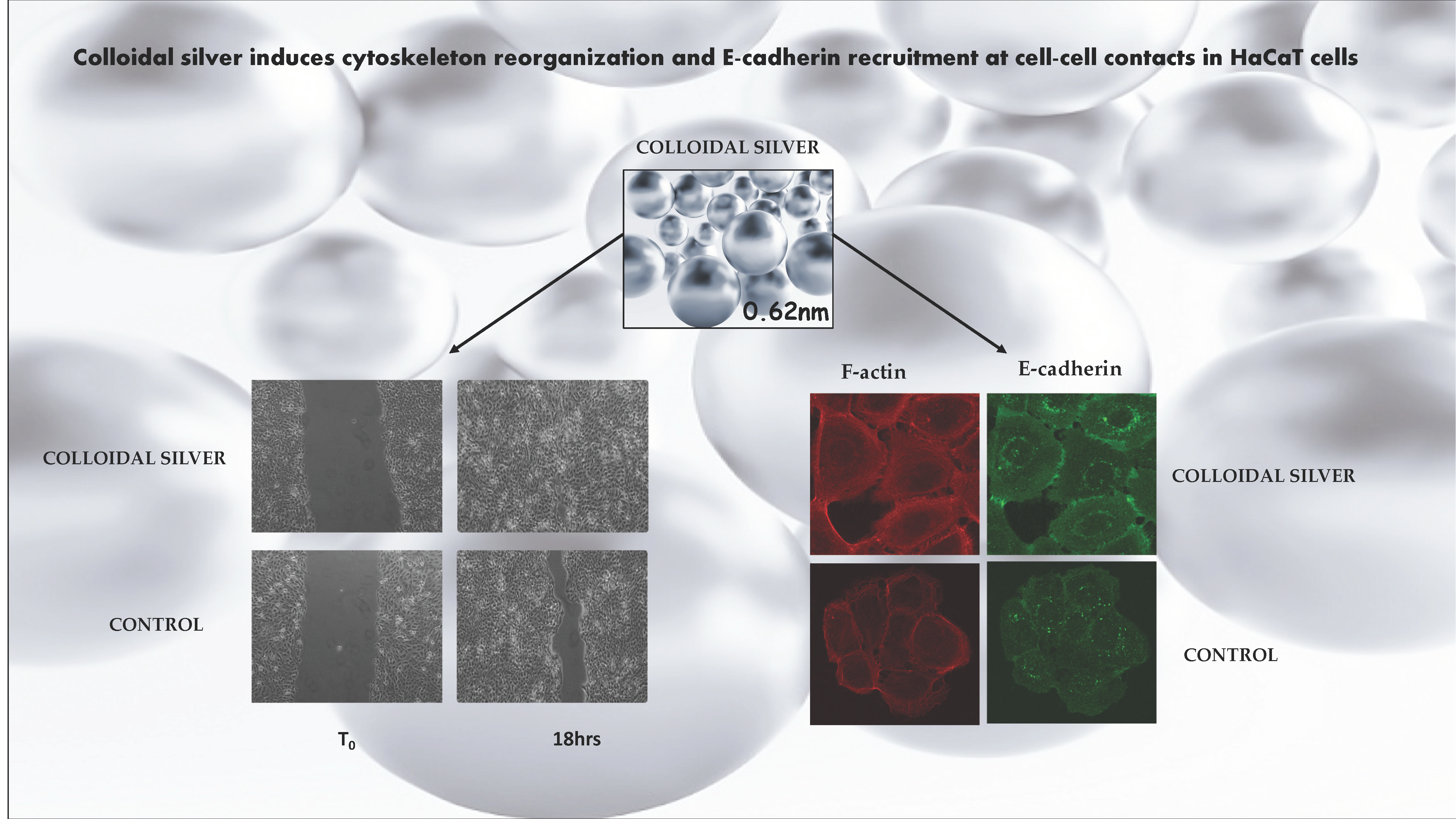 Pharmaceuticals Free Full Text Colloidal Silver Induces Cytoskeleton Reorganization And E Cadherin Recruitment At Cell Cell Contacts In Hacat Cells Html