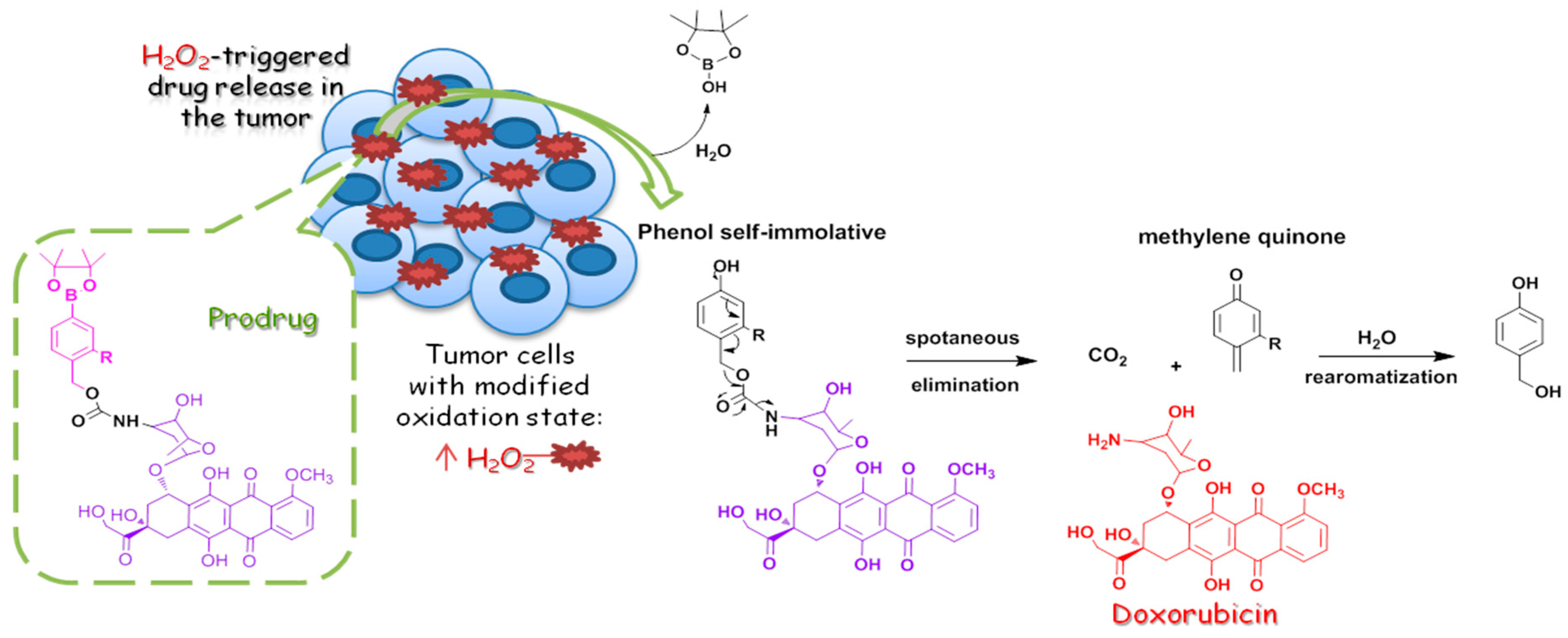 Pharmaceuticals 12 00073 i011