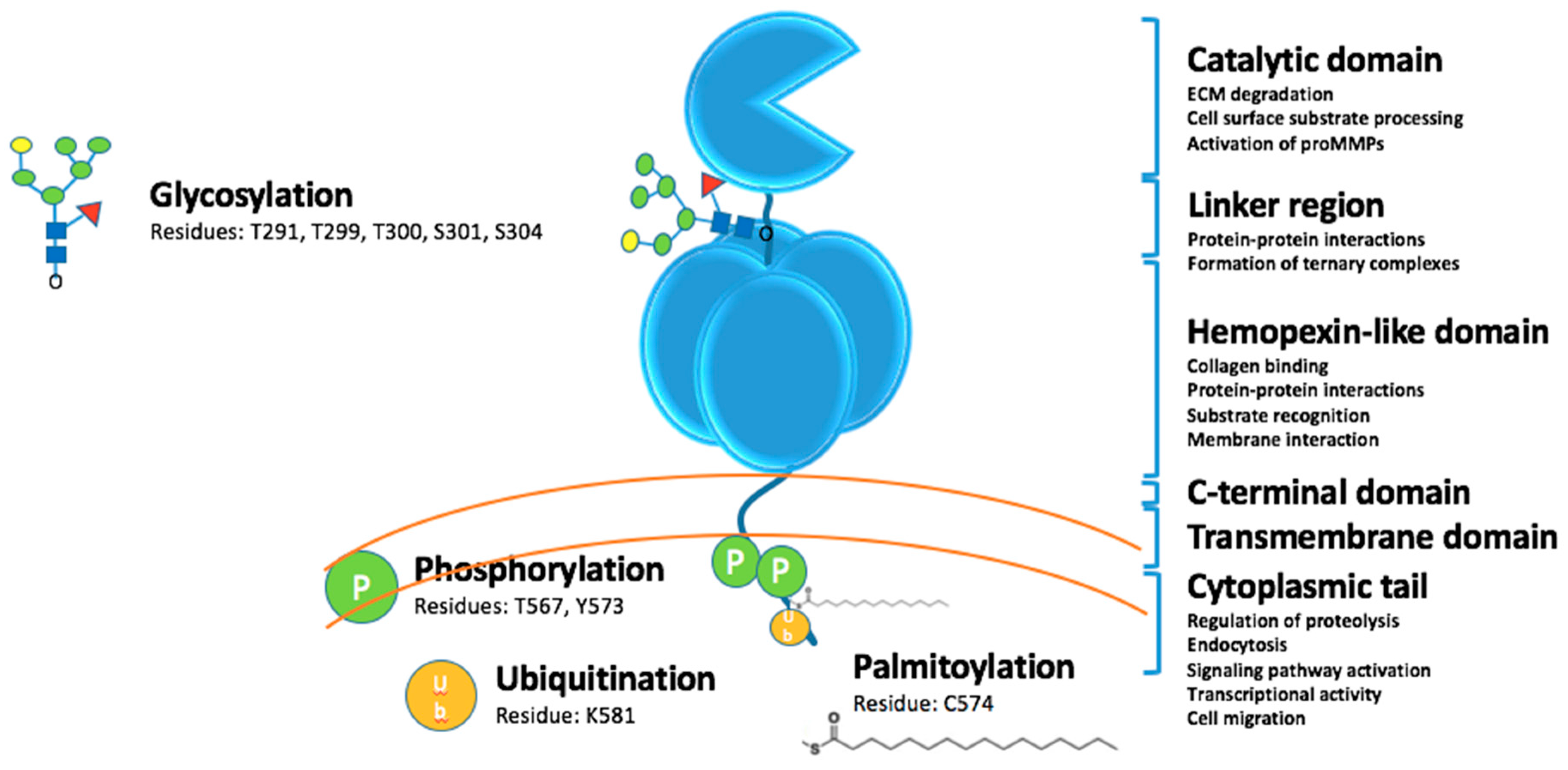 Pharmaceuticals 12 00077 g001 Pharmaceuticals 12 00077 g001