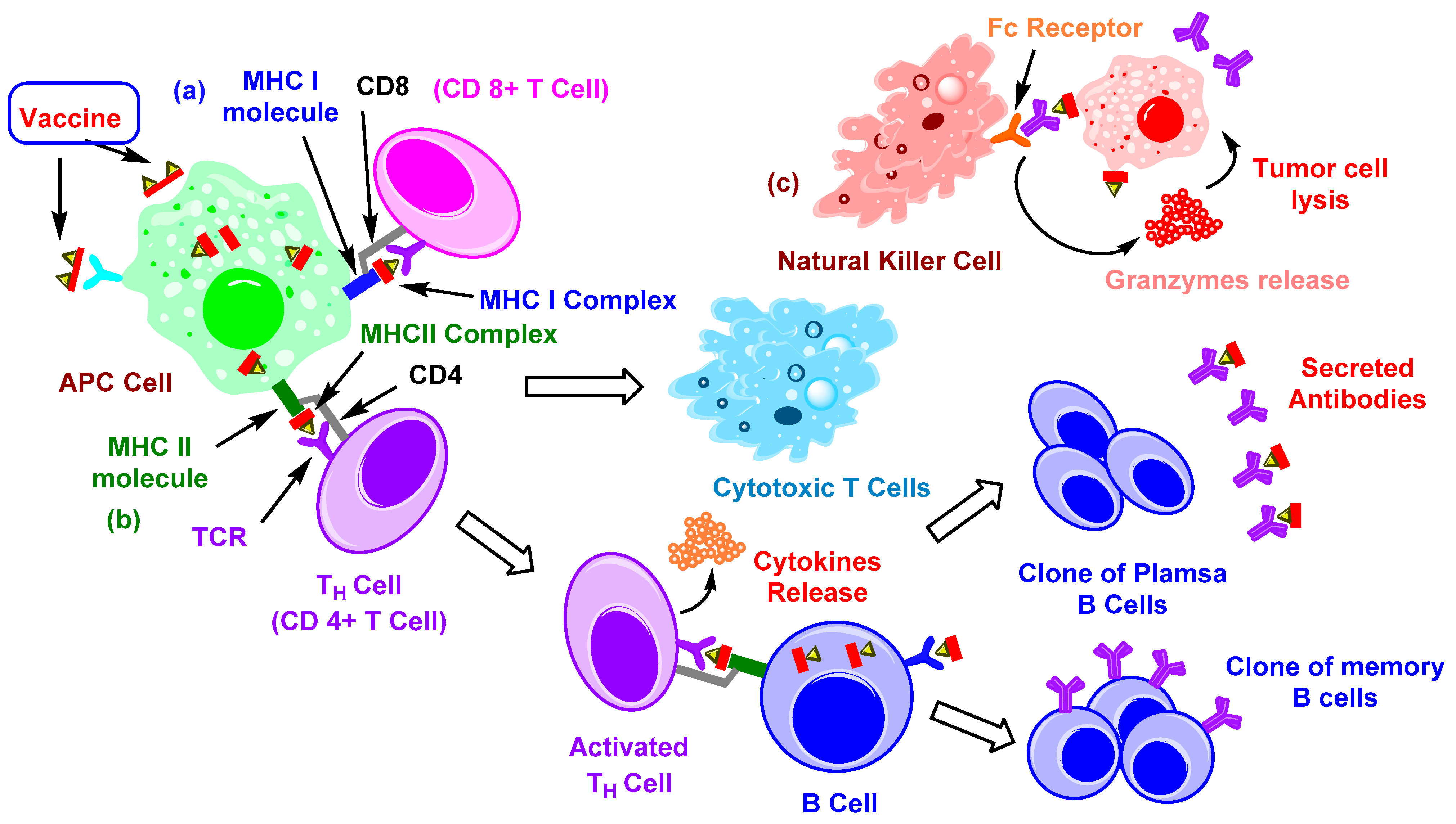 Pharmaceuticals 12 00084 g001 Pharmaceuticals 12 00084 g001