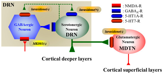 Pharmaceuticals Free Full Text Lurasidone Sub Chronically Activates Serotonergic Transmission Via Desensitization Of 5 Ht1a And 5 Ht7 Receptors In Dorsal Raphe Nucleus Html