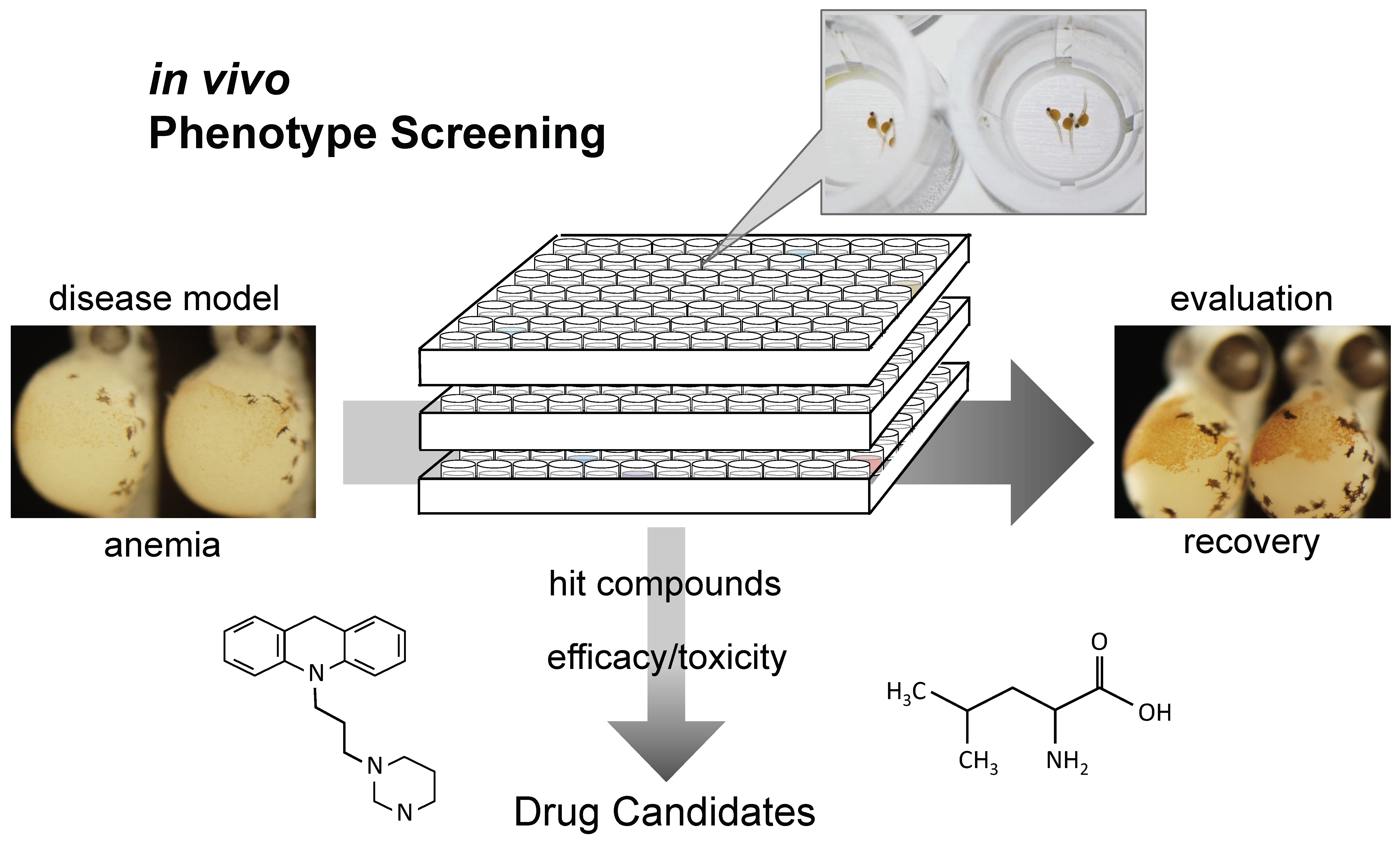 Pharmaceuticals 12 00151 g002