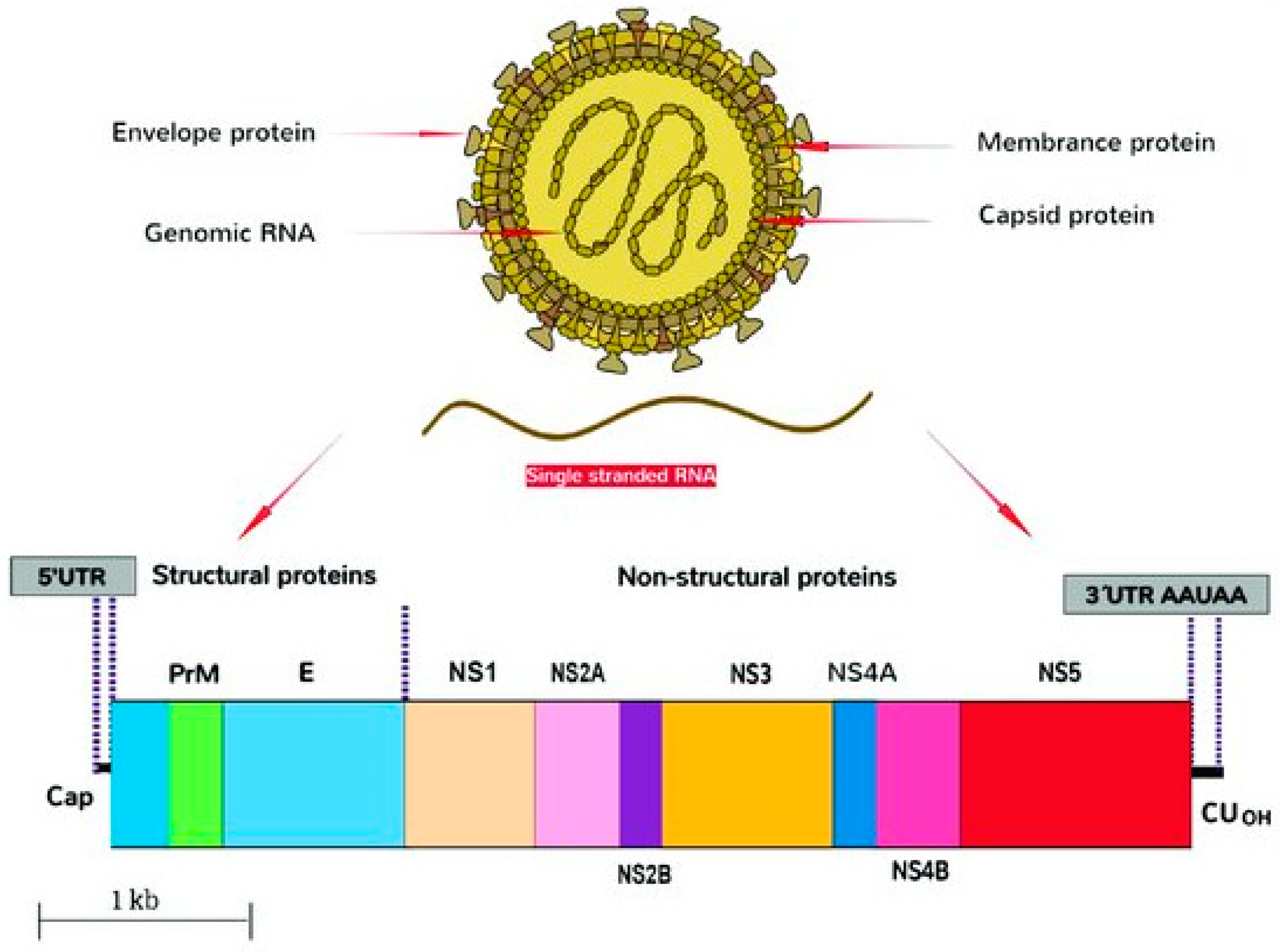 Pharmaceuticals 12 00157 g001