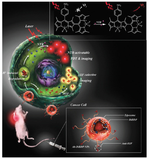 Fighting Hypoxia to Improve PDT