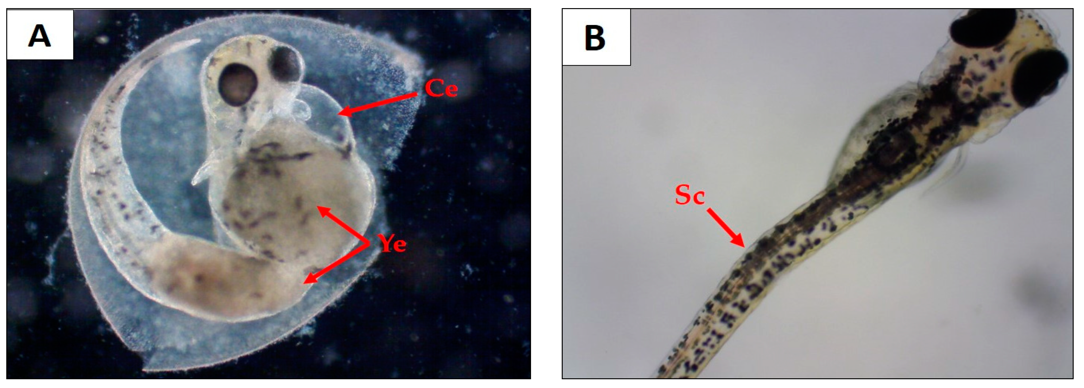 Pharmaceuticals 12 00175 g007