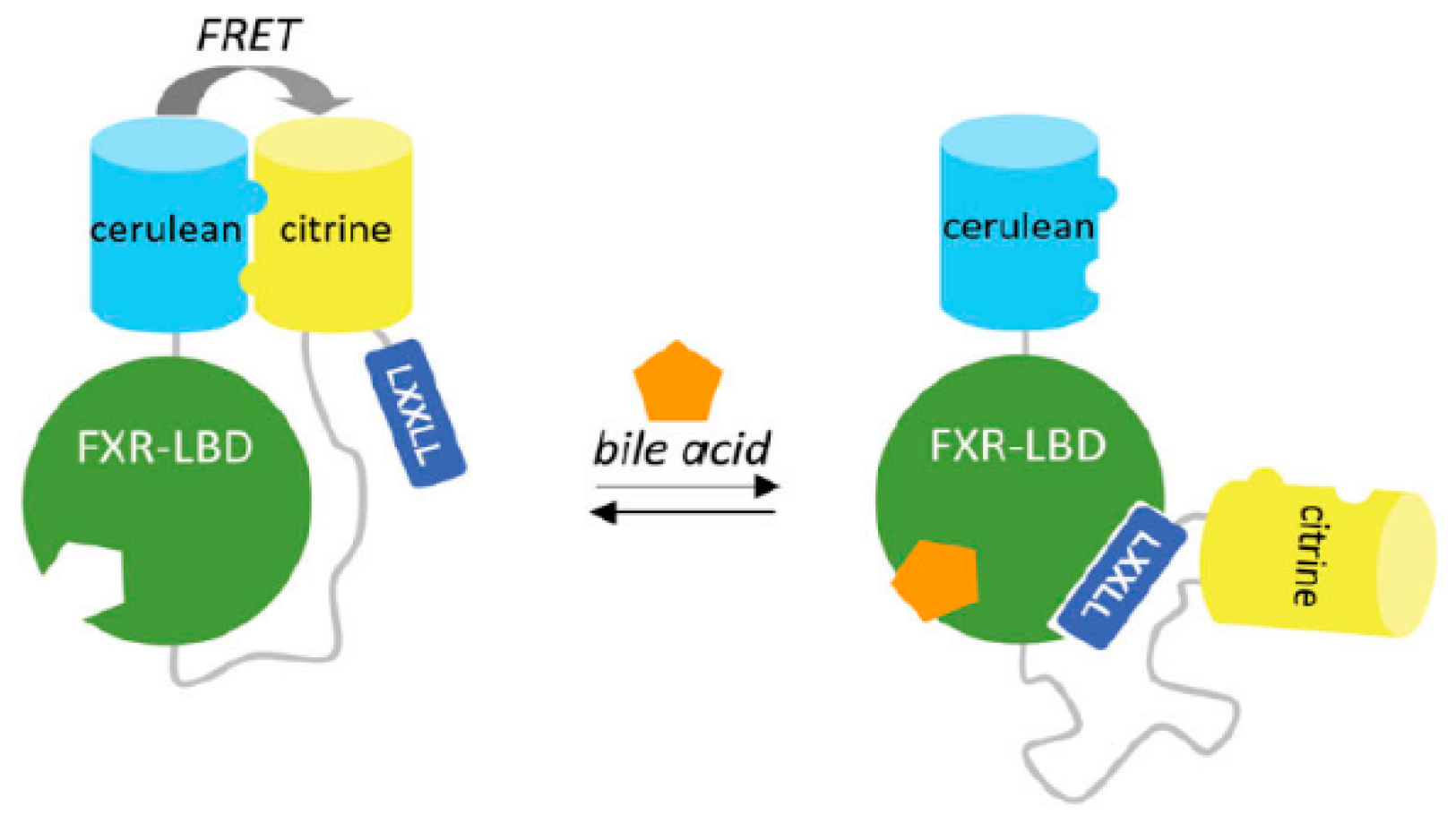 Pharmaceuticals 12 00179 g026 550