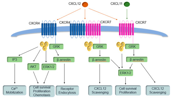 Novel, Orally Bioavailable γ-Aminoamide CC Chemokine Receptor 2