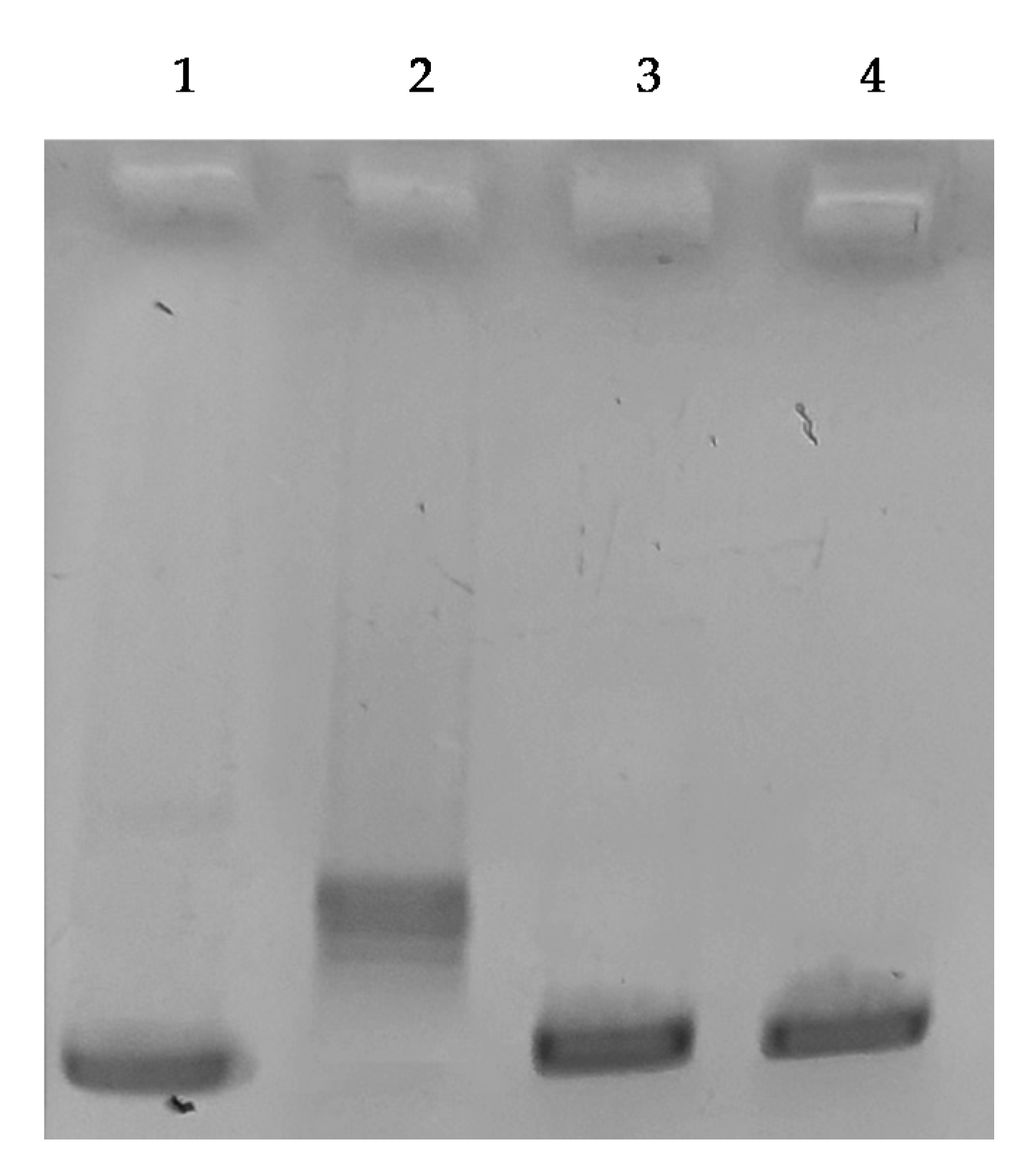 Pharmaceuticals 13 00091 g007 Pharmaceuticals 13 00091 g007