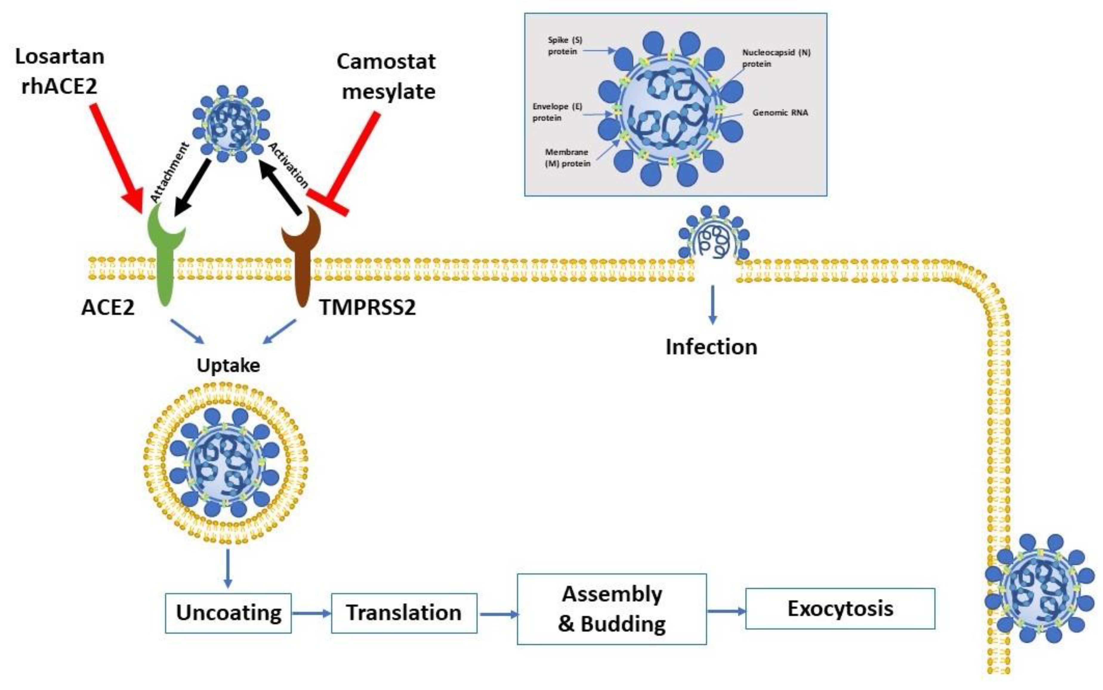 Pharmaceuticals 13 00096 g001 Pharmaceuticals 13 00096 g001