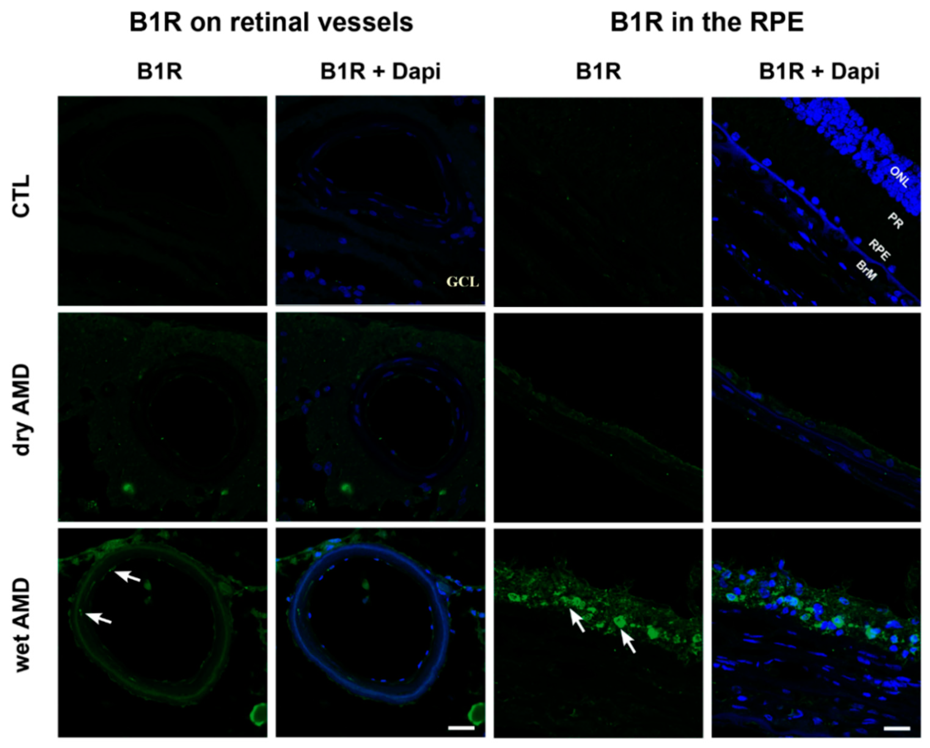 Pharmaceuticals 13 00130 g003 Pharmaceuticals 13 00130 g003