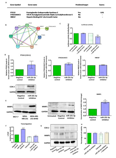Pharmaceuticals Free Full Text Loss Of Mir 101 3p Promotes Transmigration Of Metastatic Breast Cancer Cells Through The Brain Endothelium By Inducing Cox 2 Mmp1 Signaling Html Pharmaceuticals Free Full Text Loss Of Mir 101 3p Promotes Transmigration Of Metastatic Breast Cancer Cells Through The Brain Endothelium By Inducing Cox 2 Mmp1 Signaling Html