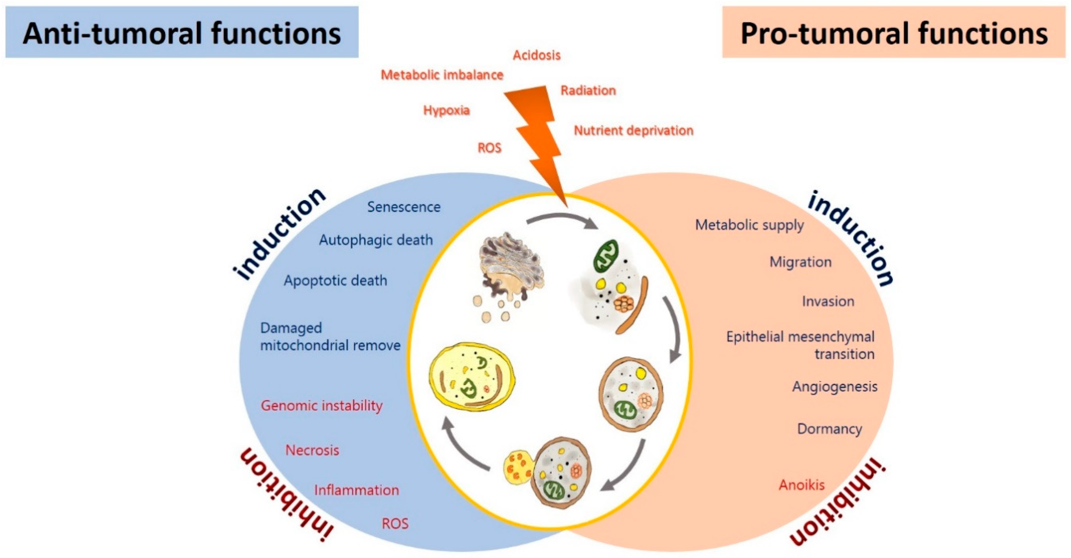 Pharmaceuticals | Free Full-Text | Autophagy as a Potential 