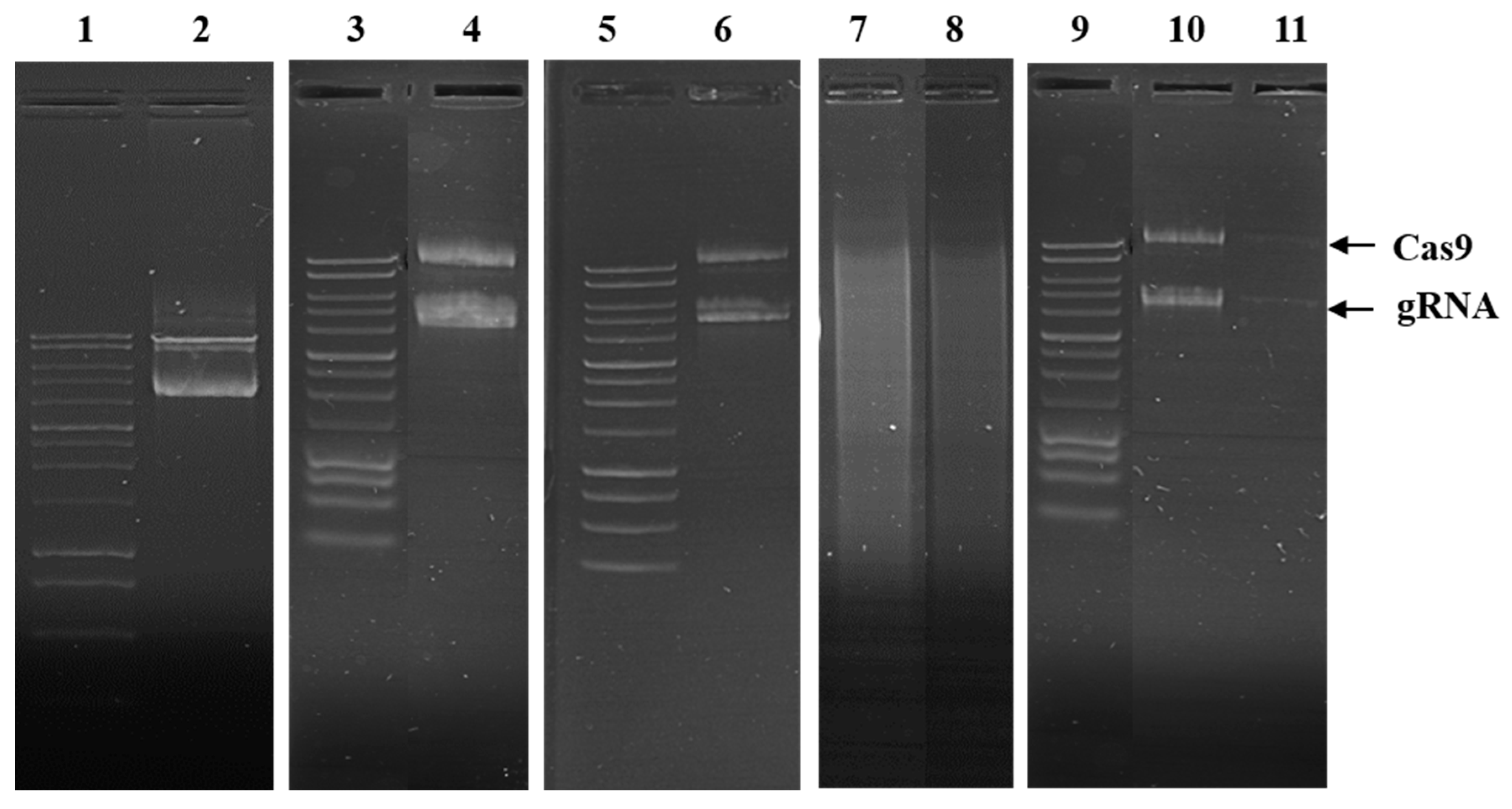Pharmaceuticals 13 00158 g006 Pharmaceuticals 13 00158 g006