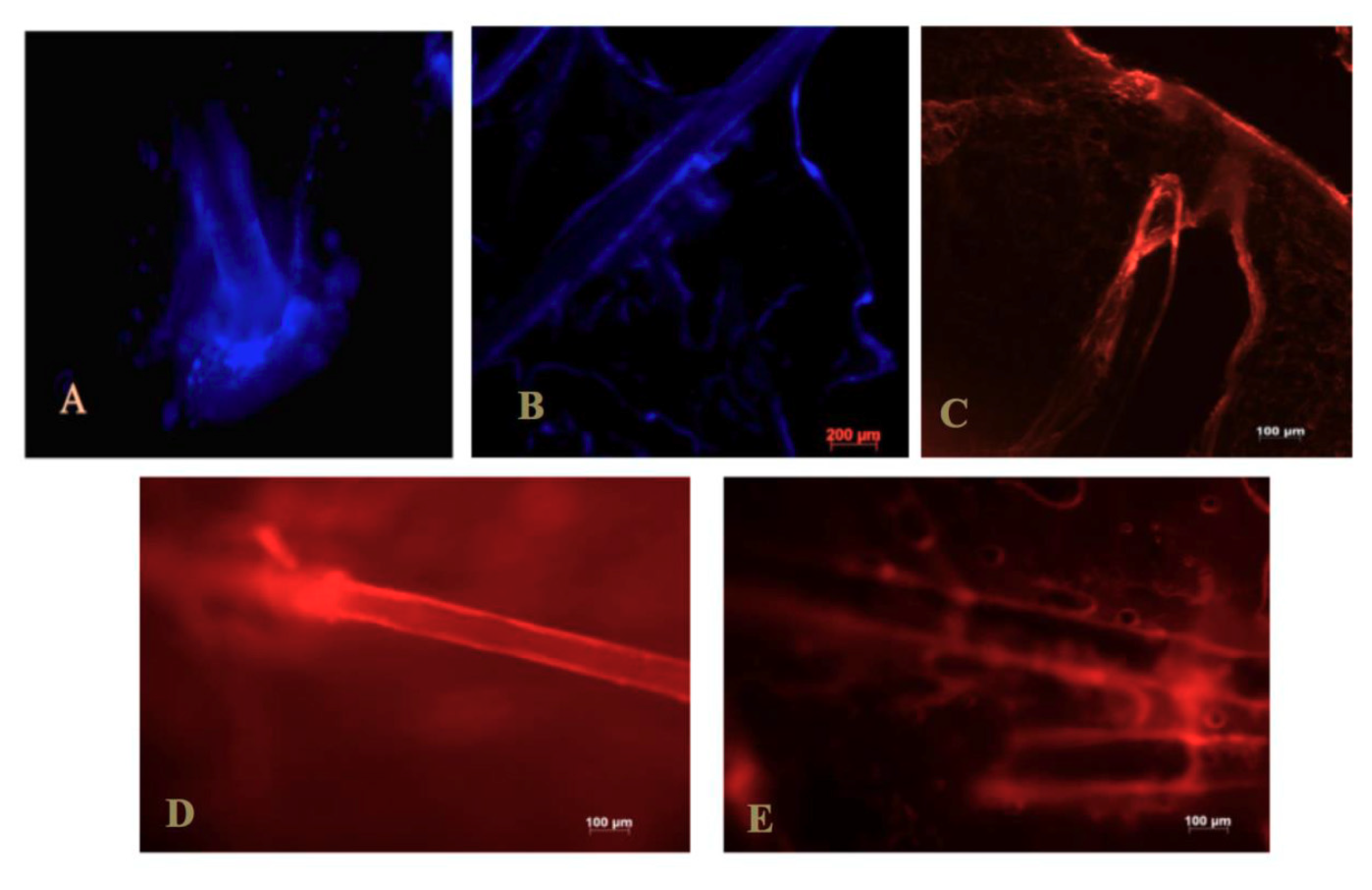 Pharmaceuticals 13 00167 g003 Pharmaceuticals 13 00167 g003