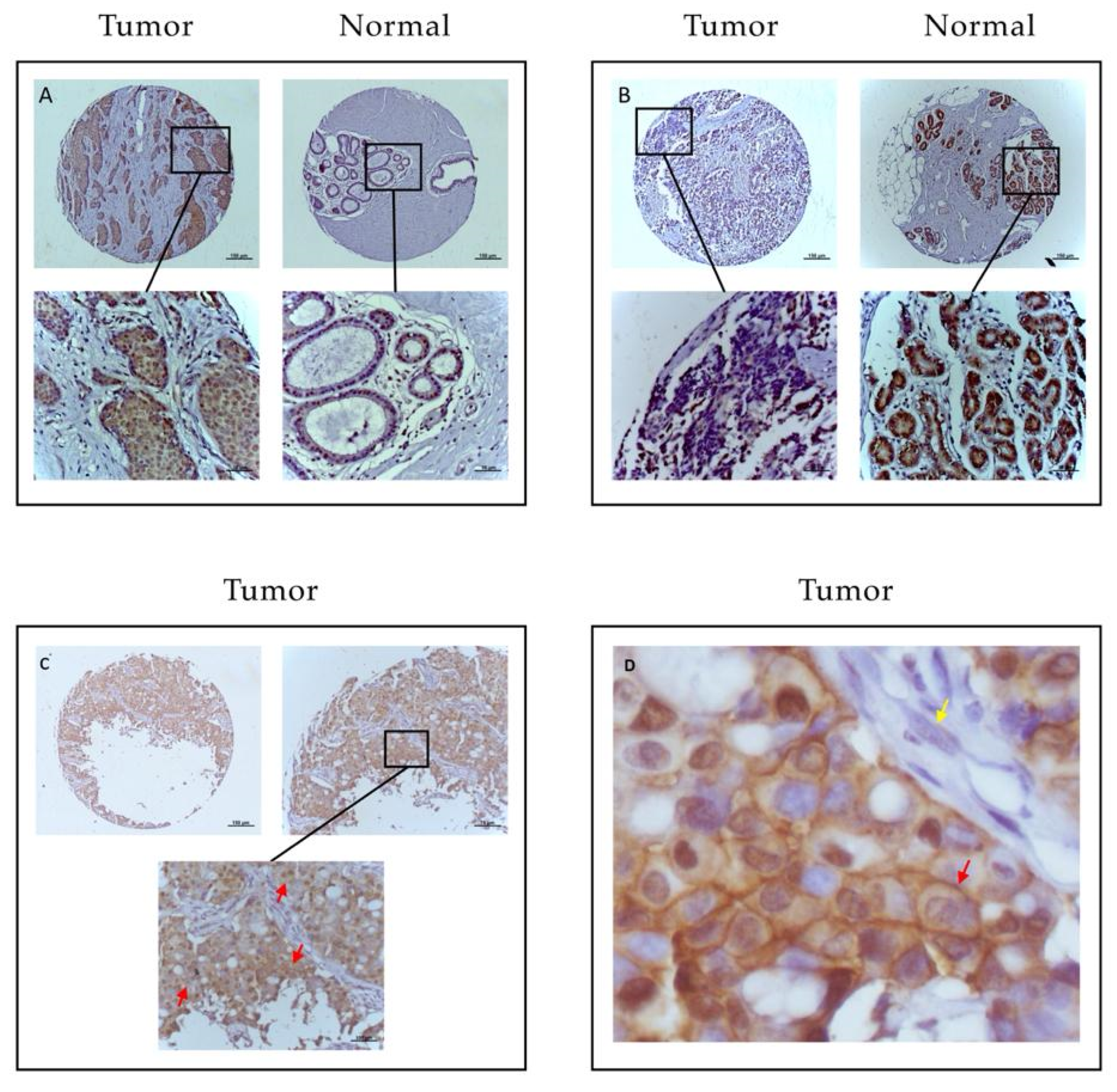 Pharmaceuticals 13 00172 g001 Pharmaceuticals 13 00172 g001