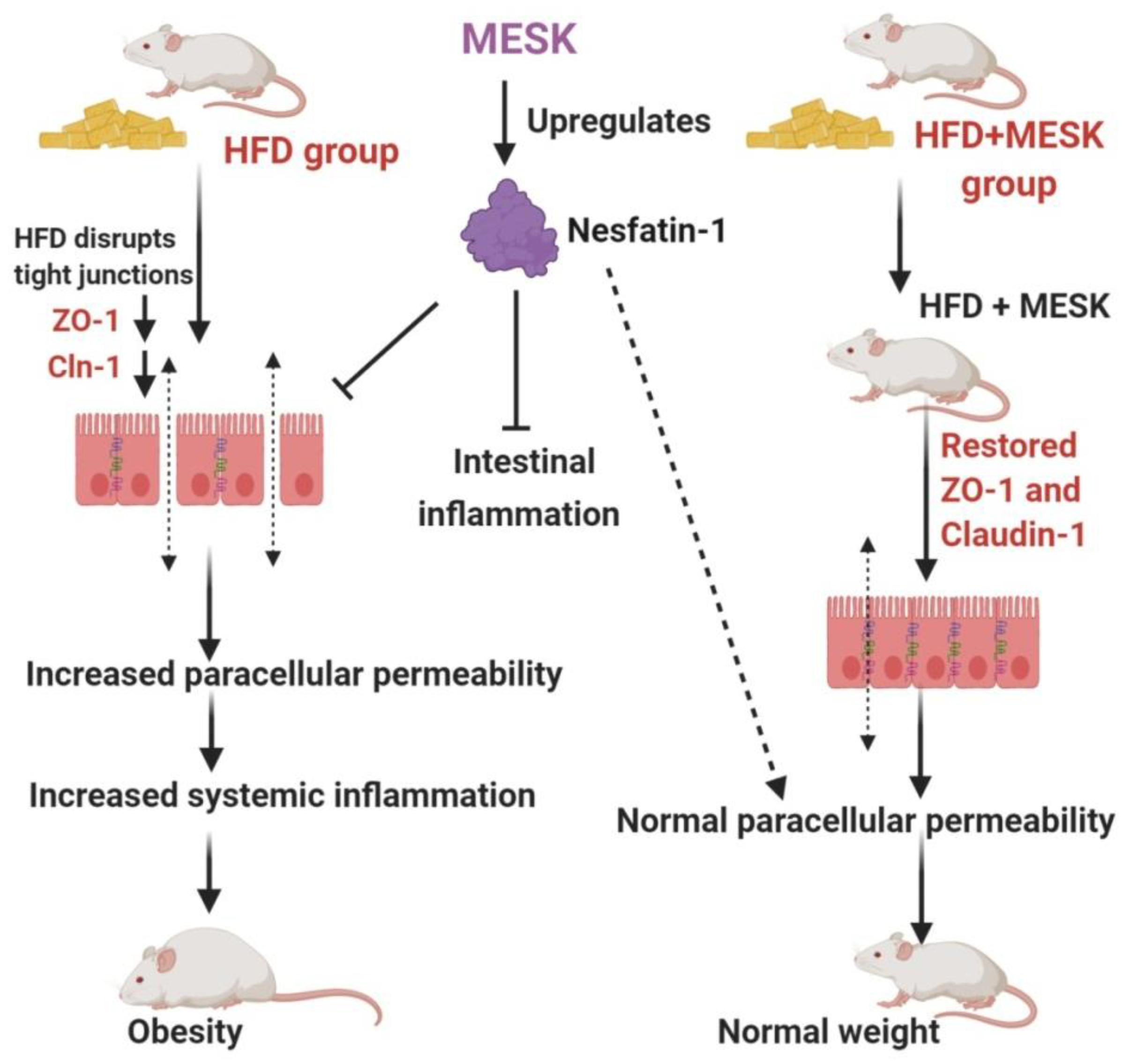 Pharmaceuticals Free Full Text Reversal Of Increase In Intestinal Permeability By Mangifera Indica Seed Kernel Extract In High Fat Diet Induced Obese Mice Html