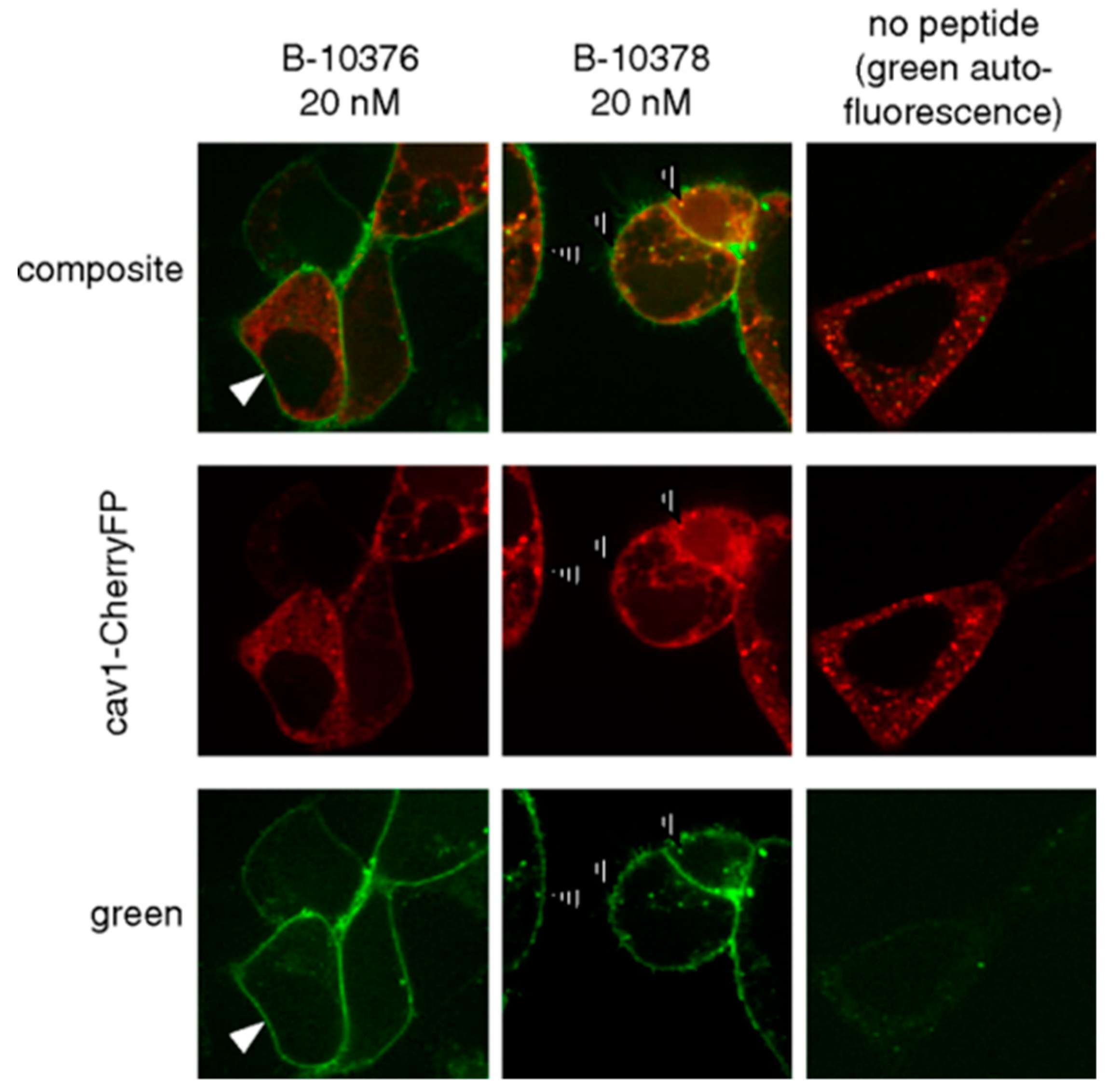 Pharmaceuticals 13 00199 g005