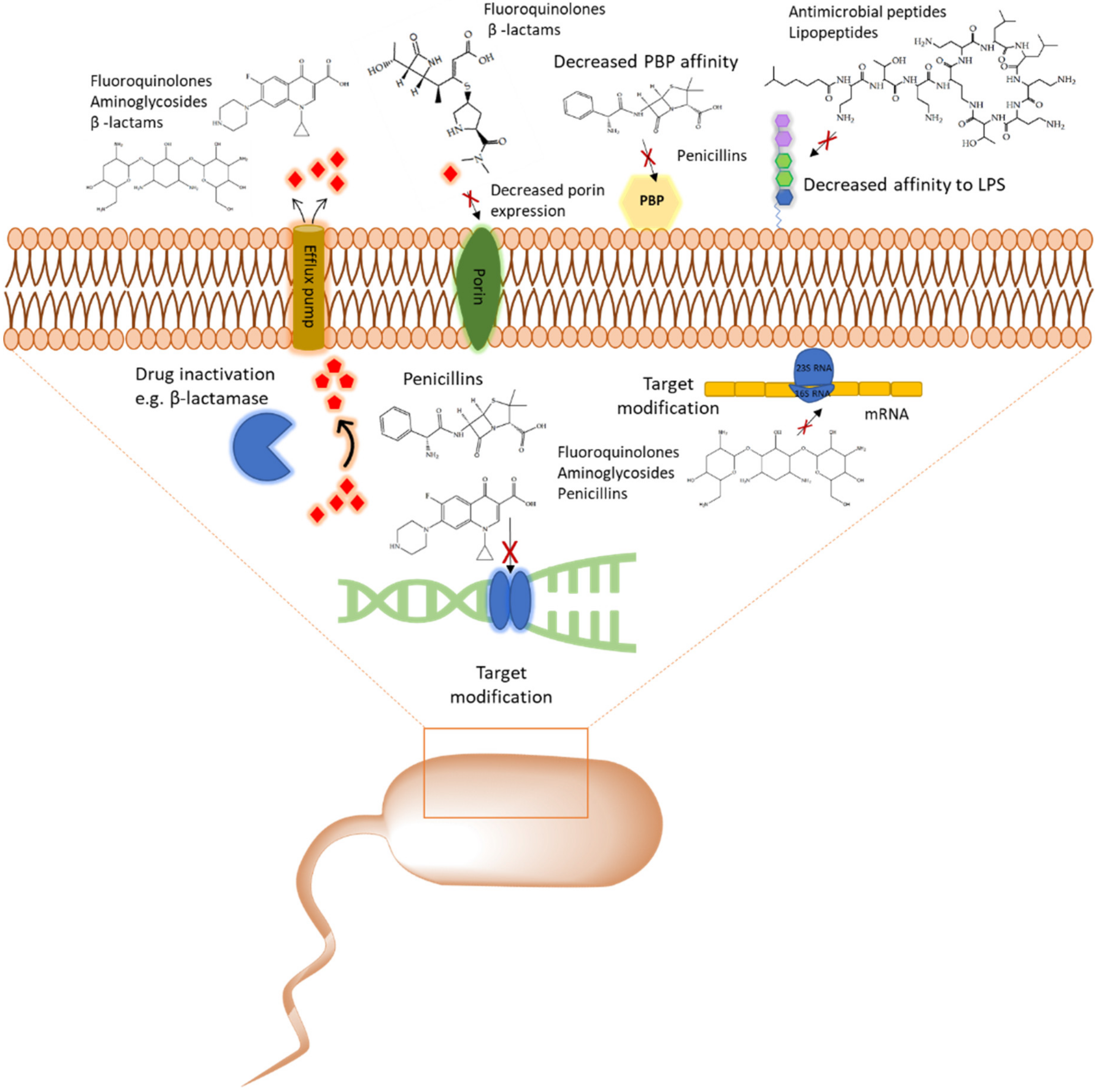 Pharmaceuticals 13 00214 g001 Pharmaceuticals 13 00214 g001