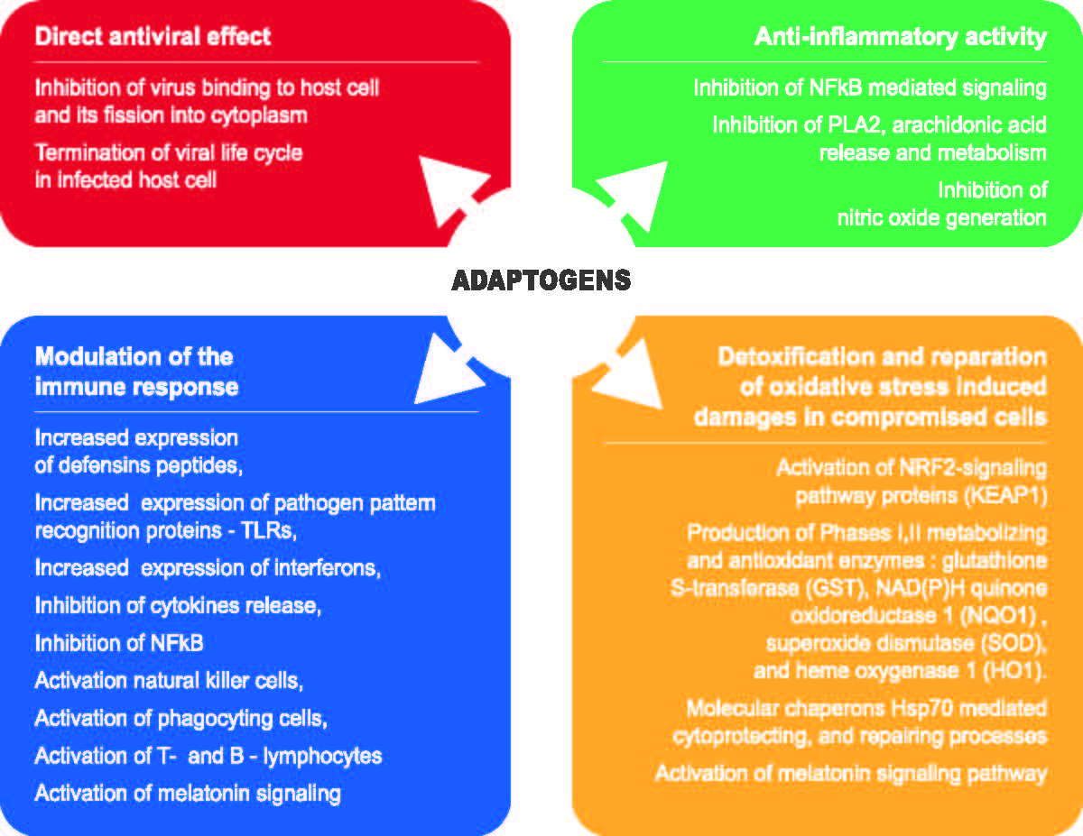 Pharmaceuticals Free Full Text The Role Of Adaptogens In Prophylaxis And Treatment Of Viral Respiratory Infections Html Pharmaceuticals Free Full Text The Role Of Adaptogens In Prophylaxis And Treatment Of Viral Respiratory Infections Html