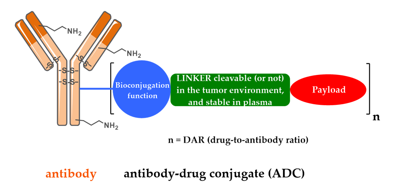 Antibody Drug Conjugate Structure