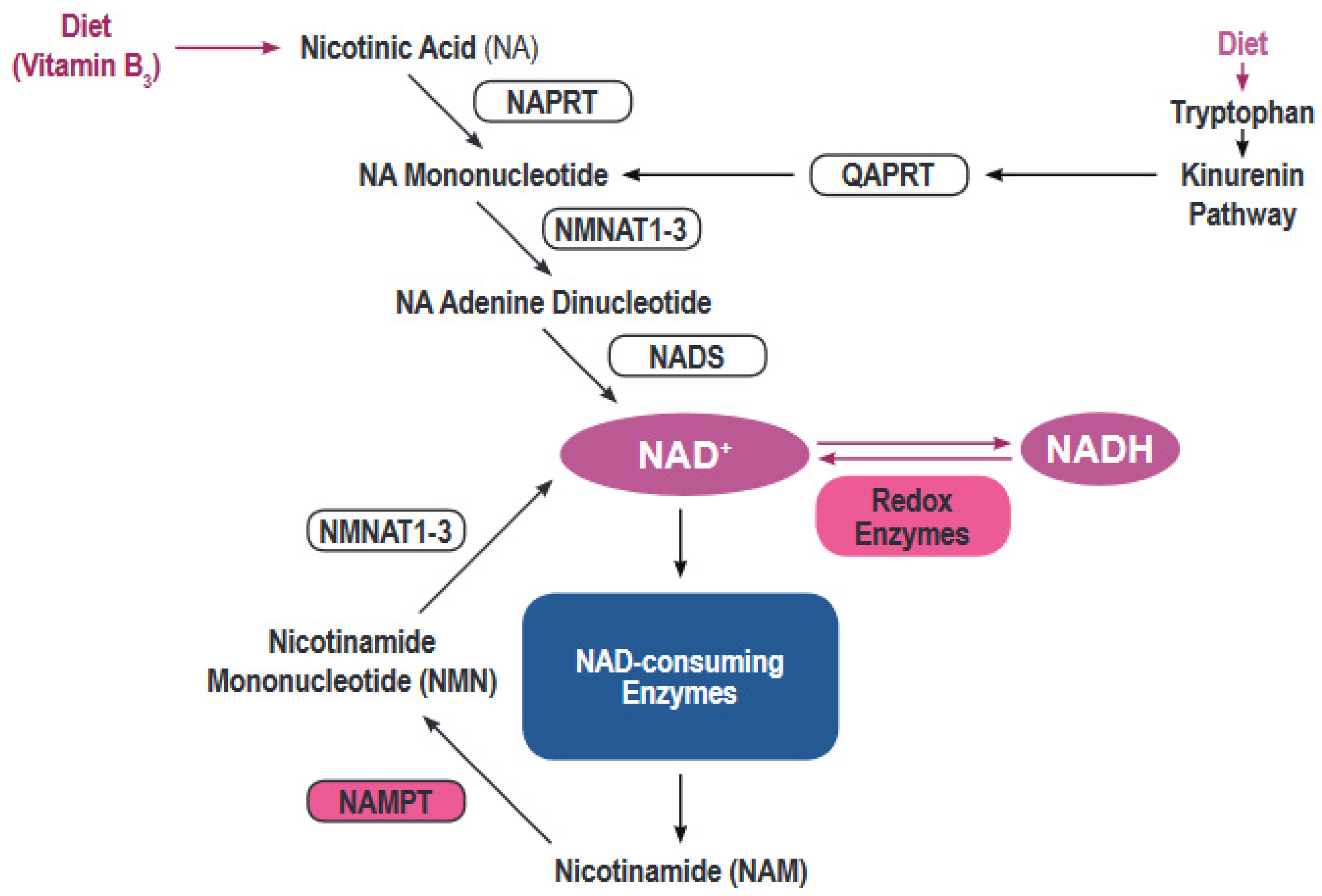 Synthesis pathways of NAD (nicotinamide adenine dinucleotide)