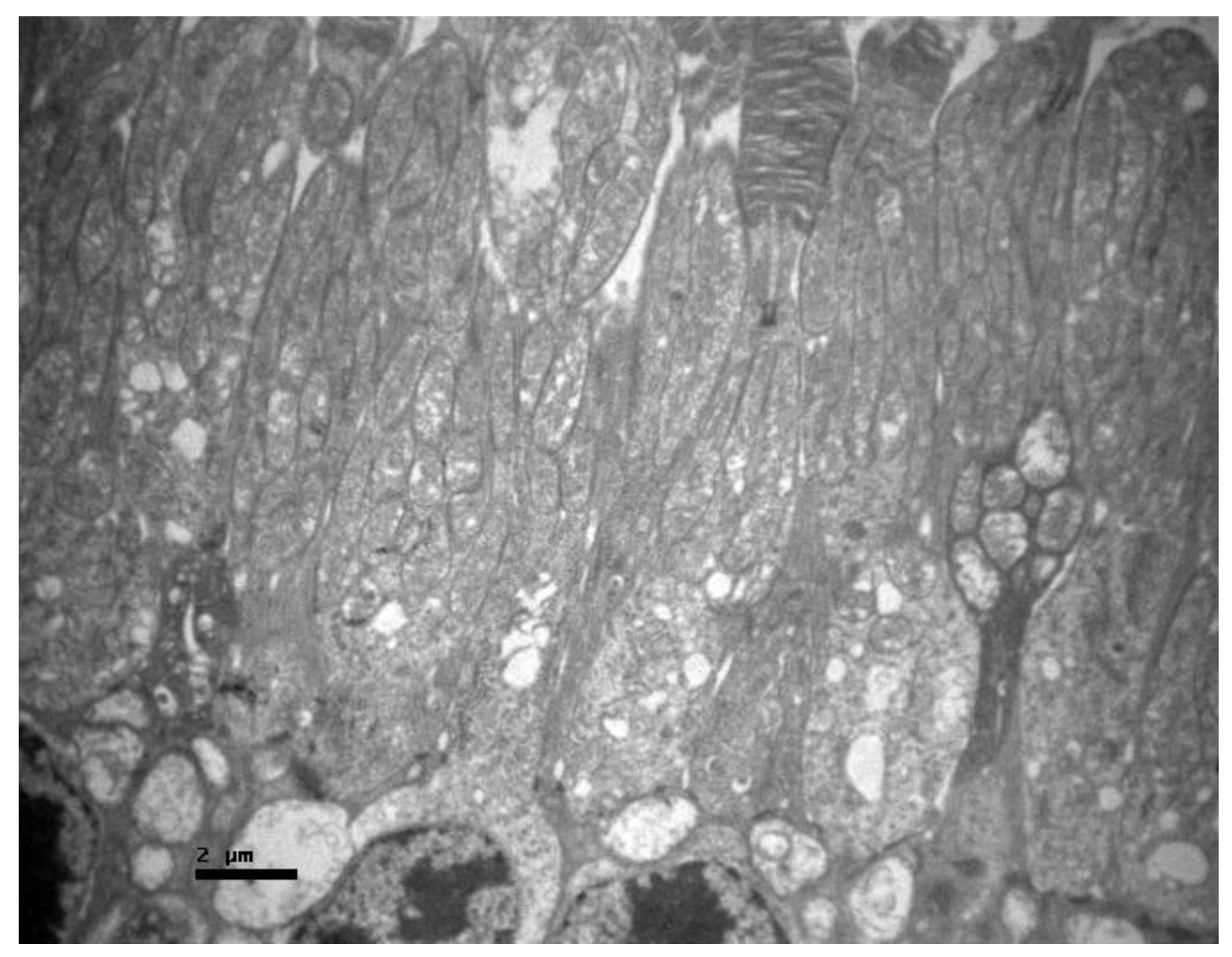 Pharmaceuticals 13 00267 g005 Pharmaceuticals 13 00267 g005