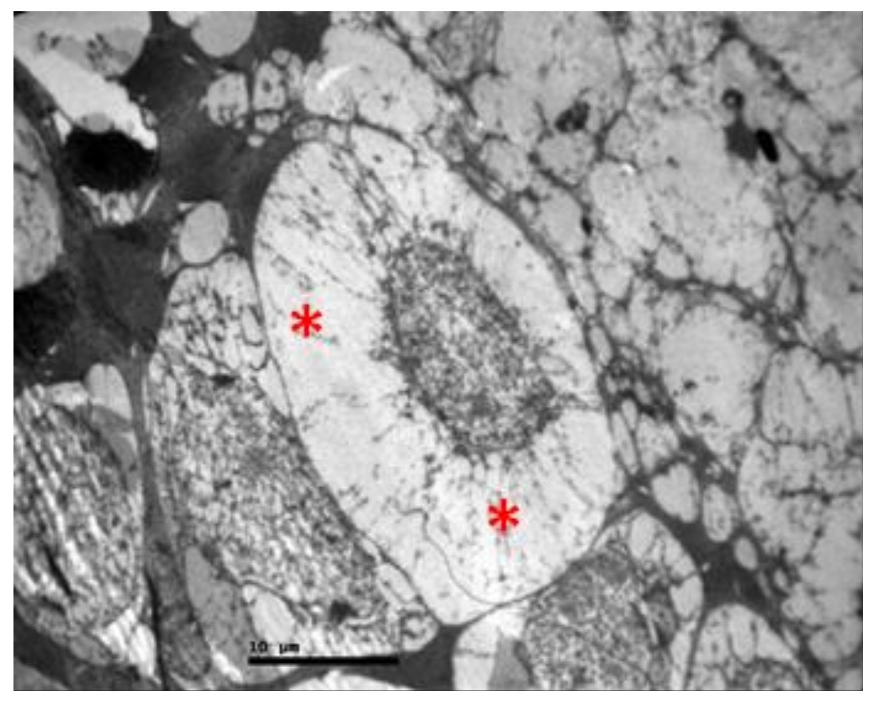 Pharmaceuticals 13 00267 g011 Pharmaceuticals 13 00267 g011