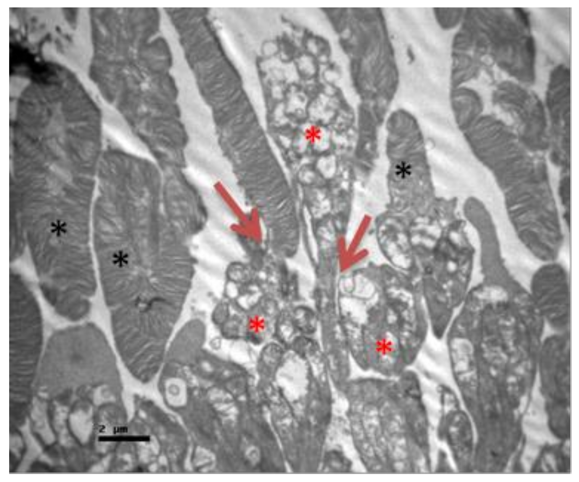 Pharmaceuticals 13 00267 g015 Pharmaceuticals 13 00267 g015