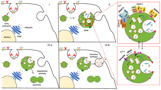 Exosomes in Gliomas: Biogenesis, Isolation, and Preliminary