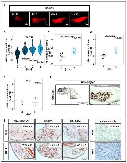 Pharmaceuticals Free Full Text Rapid In Vivo Validation Of Hdac Inhibitor Based Treatments In Neuroblastoma Zebrafish Xenografts Html