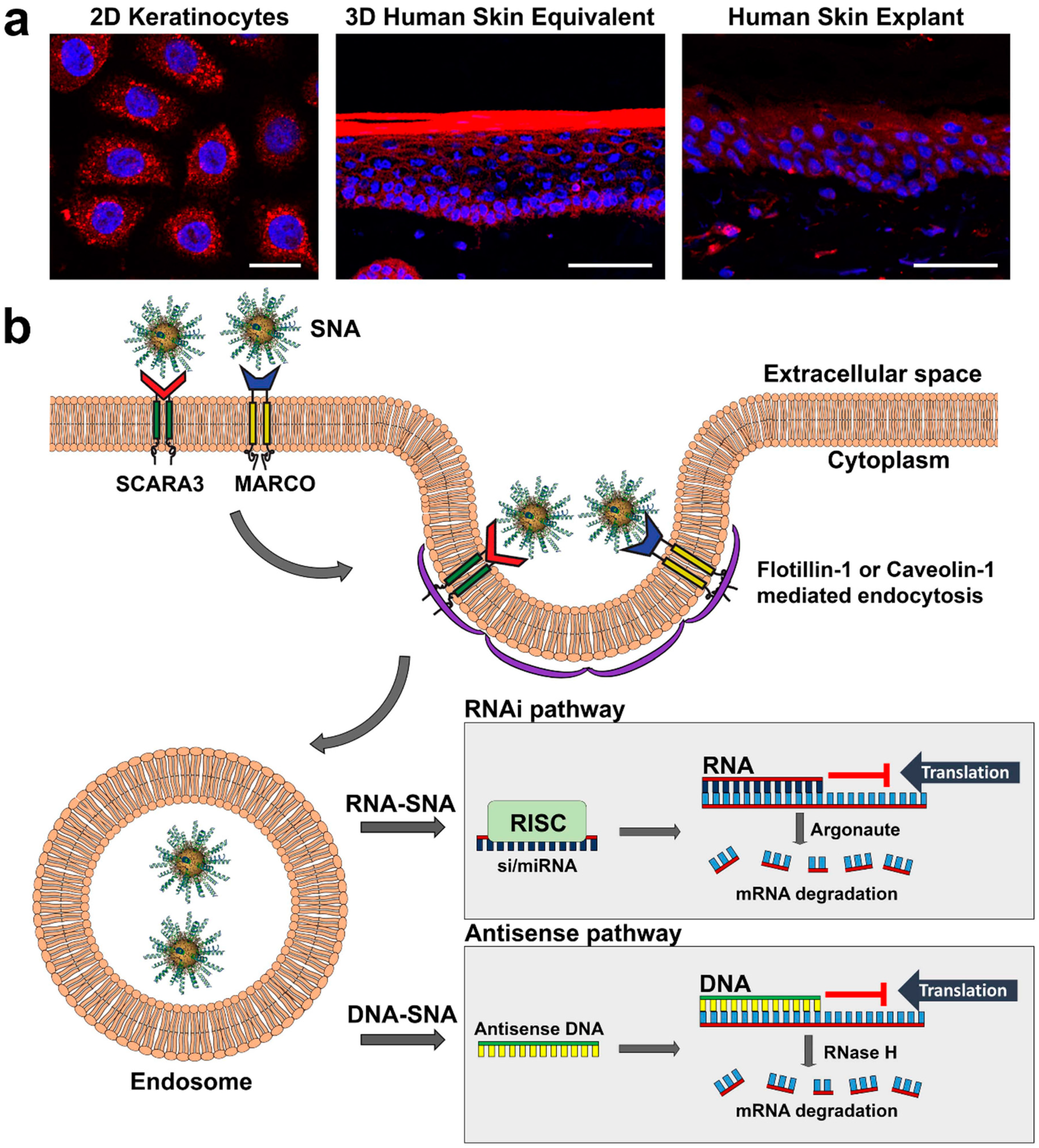 Pharmaceuticals Free Full Text Gene Regulation Using Spherical Nucleic Acids To Treat Skin Disorders Html