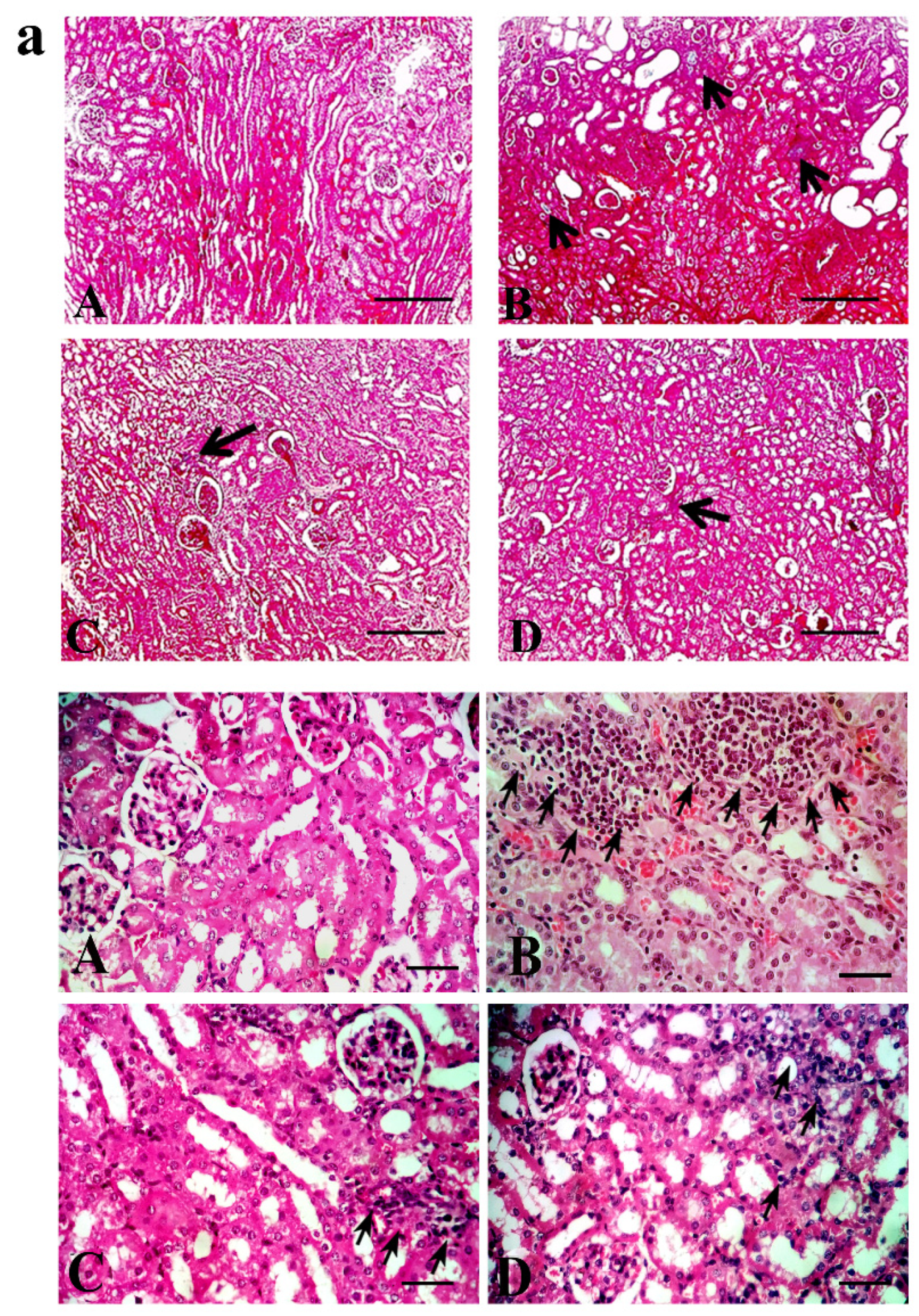 Pharmaceuticals 13 00397 g004a Pharmaceuticals 13 00397 g004a