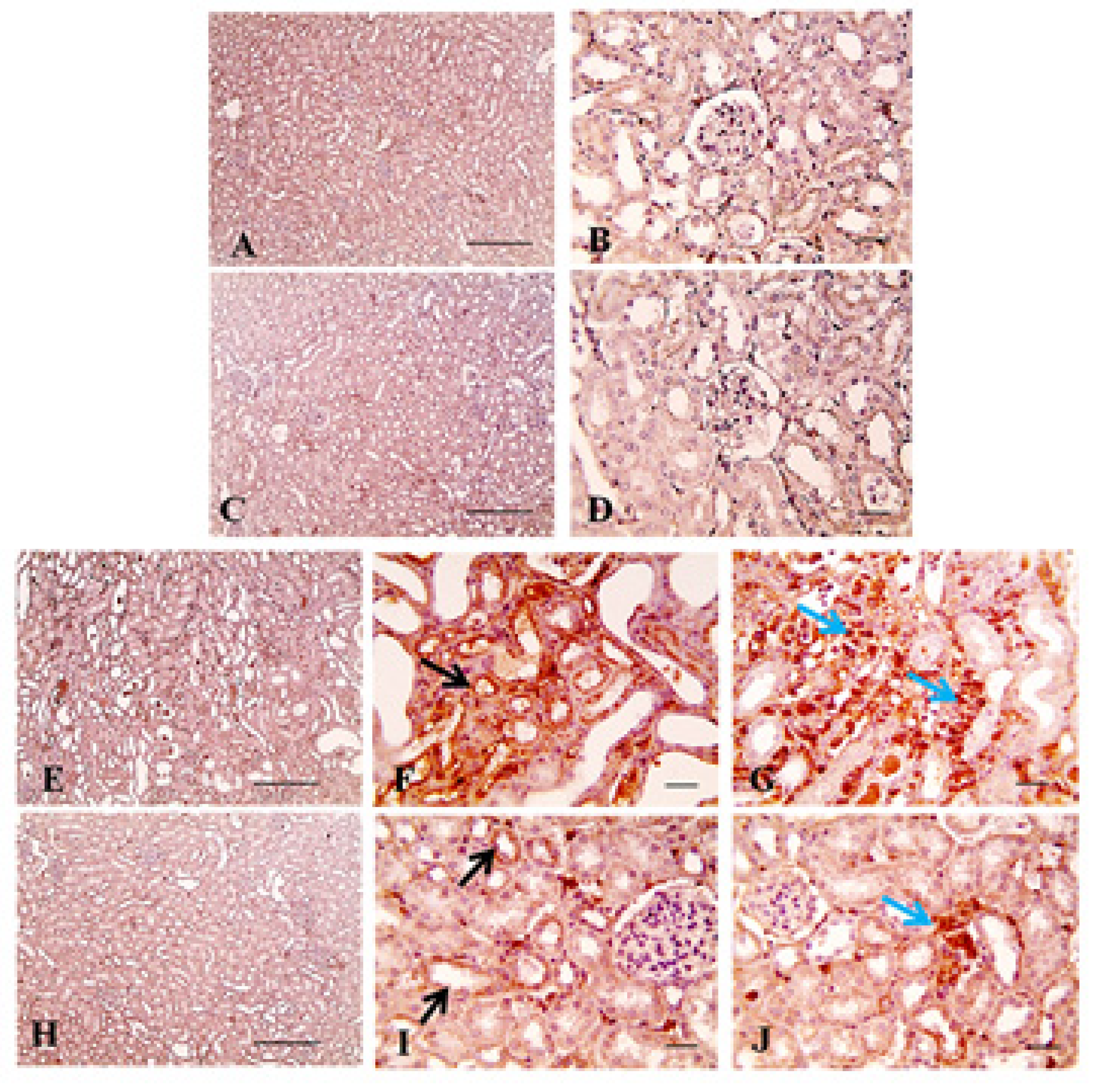 Pharmaceuticals 13 00397 g008 Pharmaceuticals 13 00397 g008