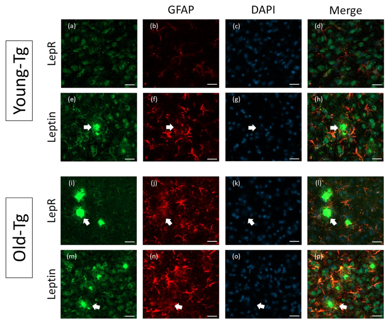Pharmaceuticals 13 00401 g004