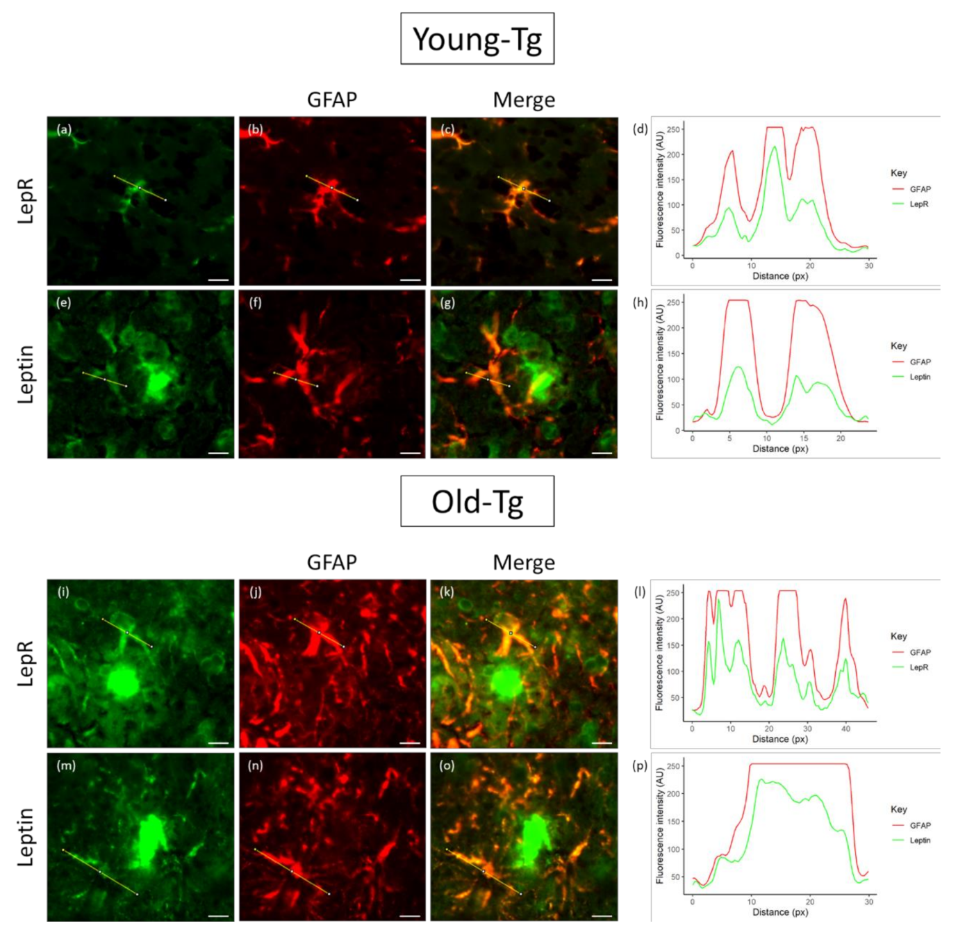 Pharmaceuticals 13 00401 g005