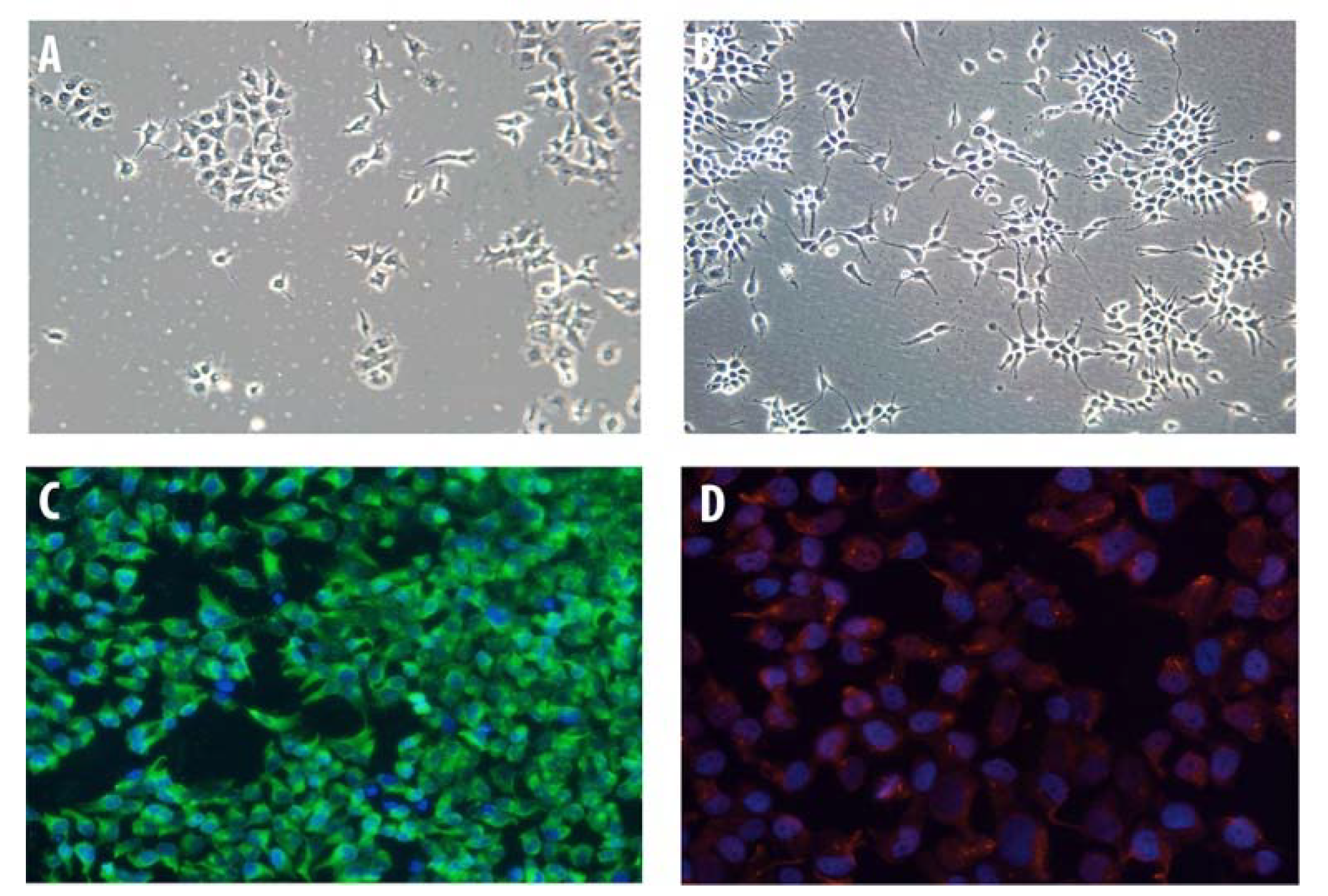 Pharmaceuticals 13 00403 g001 Pharmaceuticals 13 00403 g001