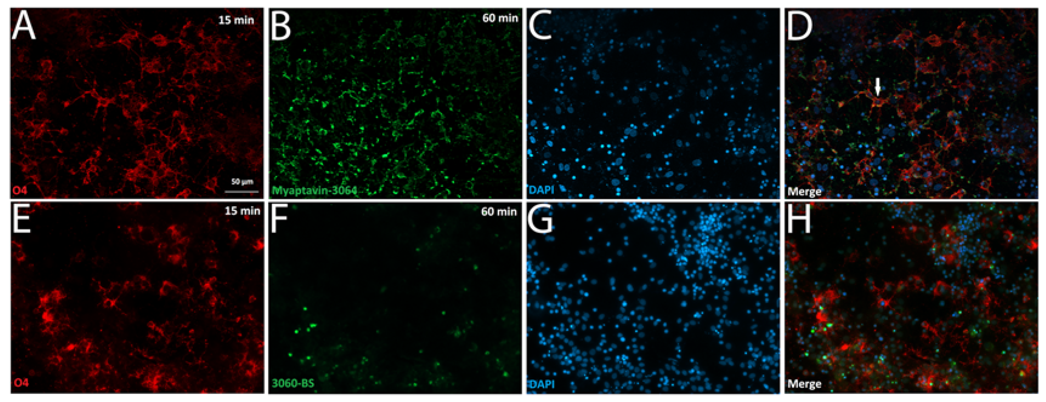 Pharmaceuticals 13 00403 g004 Pharmaceuticals 13 00403 g004