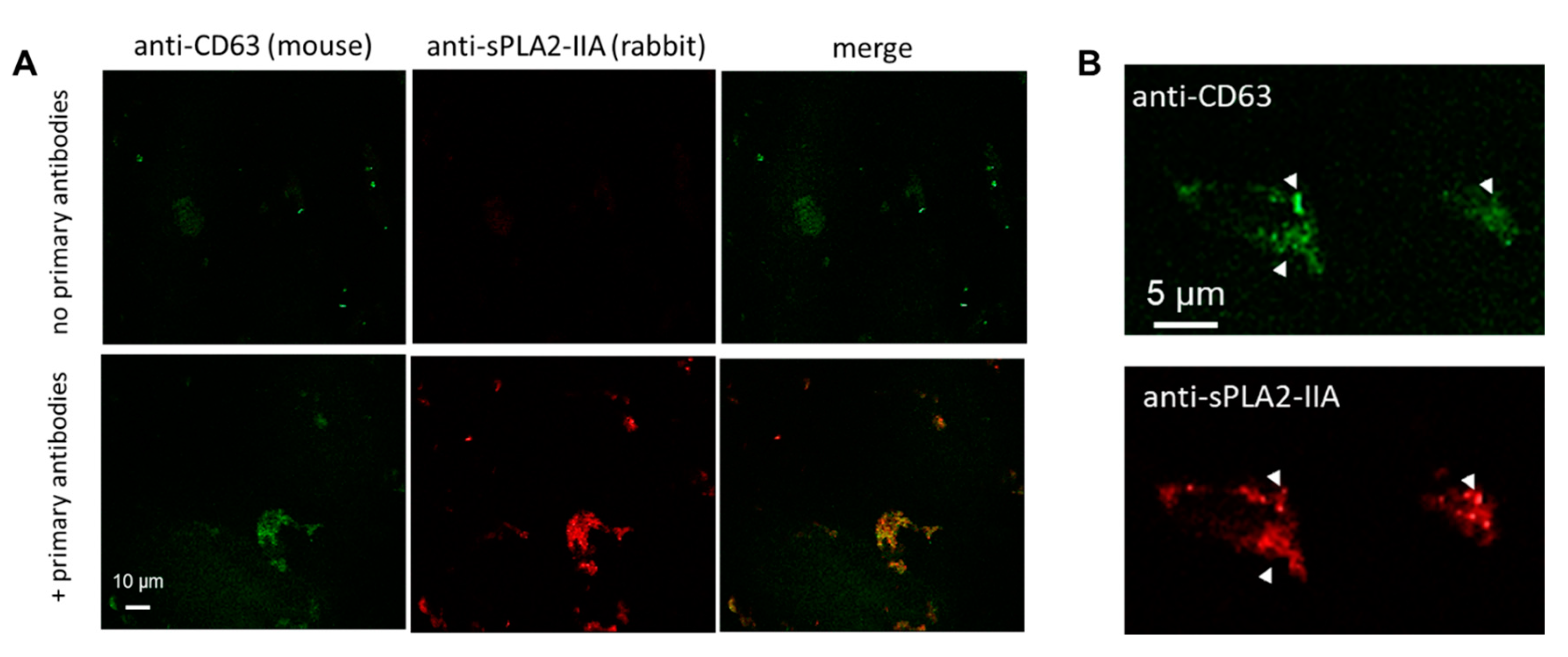 Pharmaceuticals 13 00415 g003 Pharmaceuticals 13 00415 g003