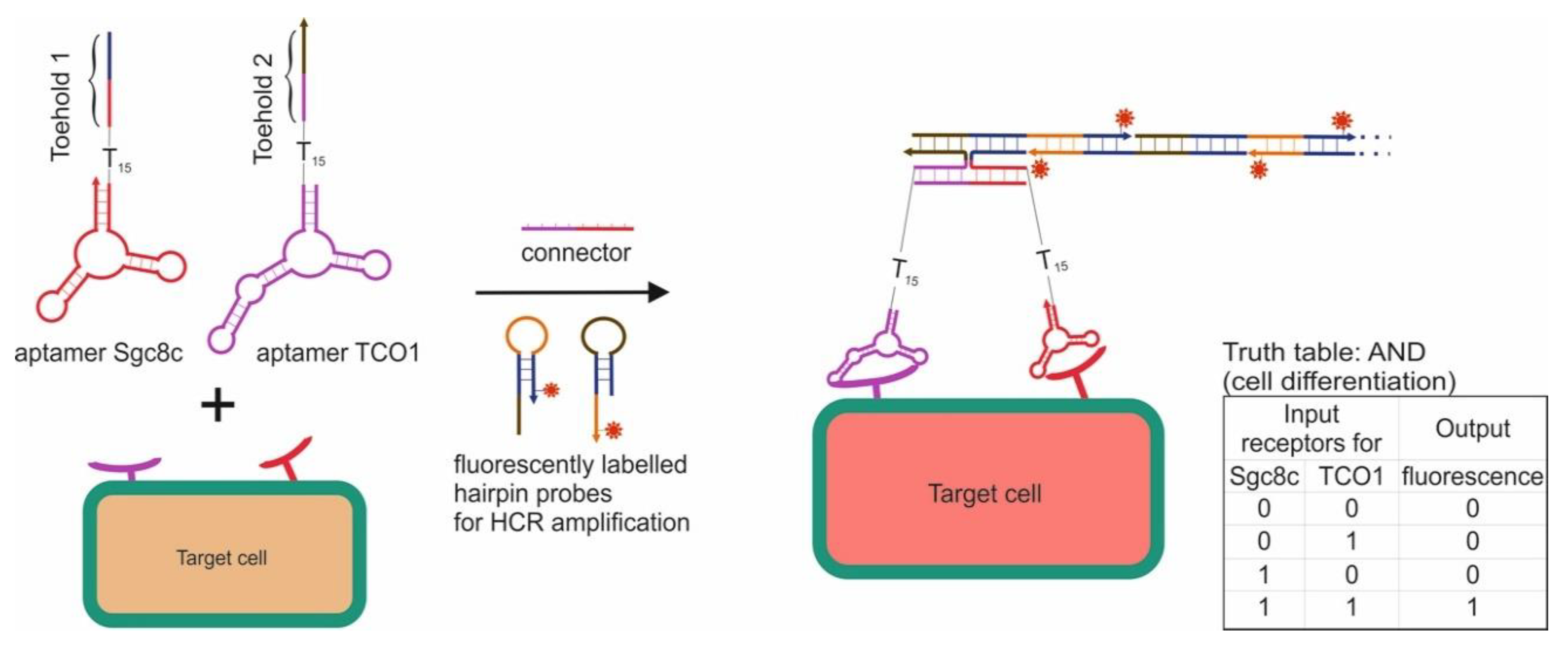 Pharmaceuticals Free FullText Logic Gates Based on DNA Aptamers