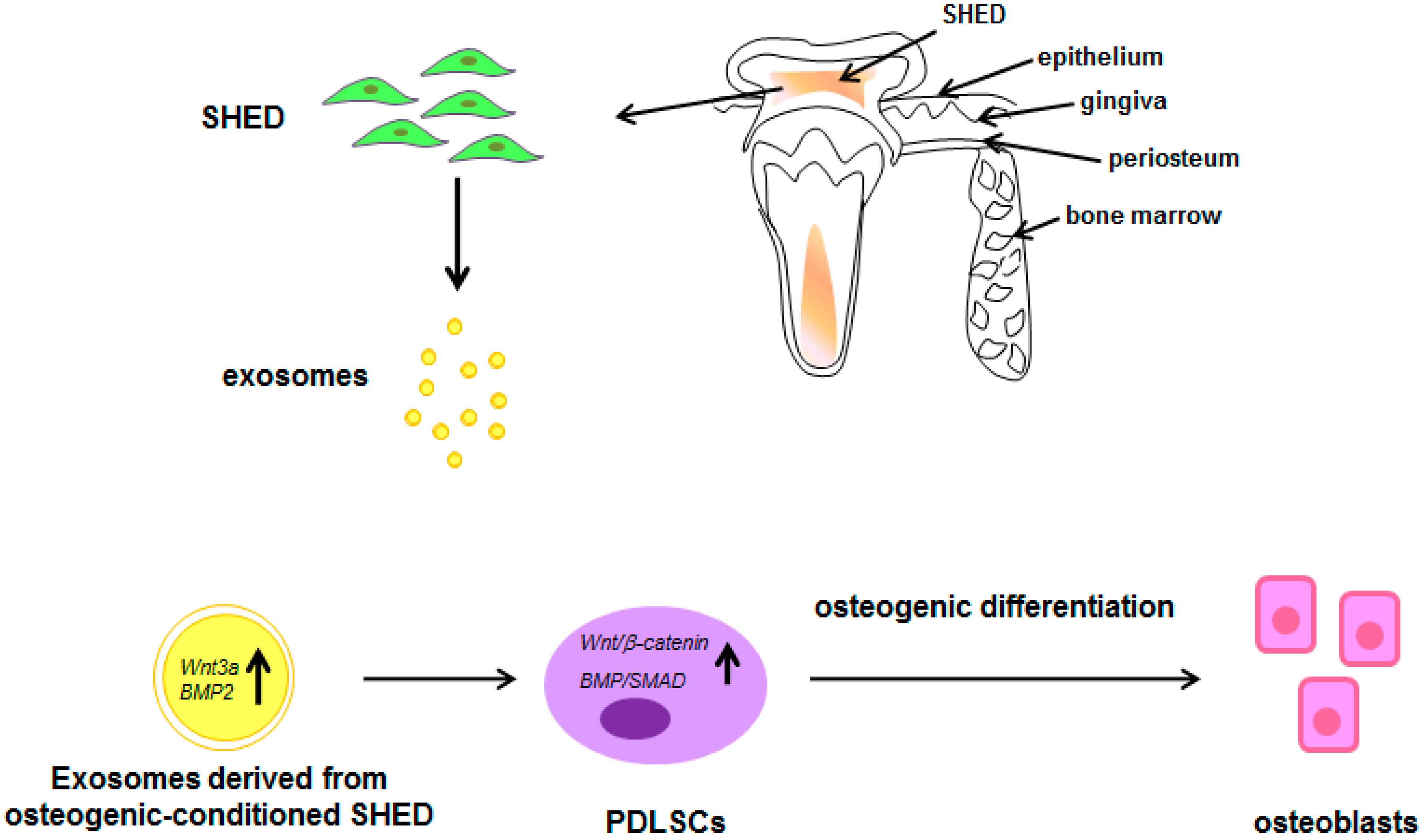 Pharmaceuticals 13 00423 g005 Pharmaceuticals 13 00423 g005