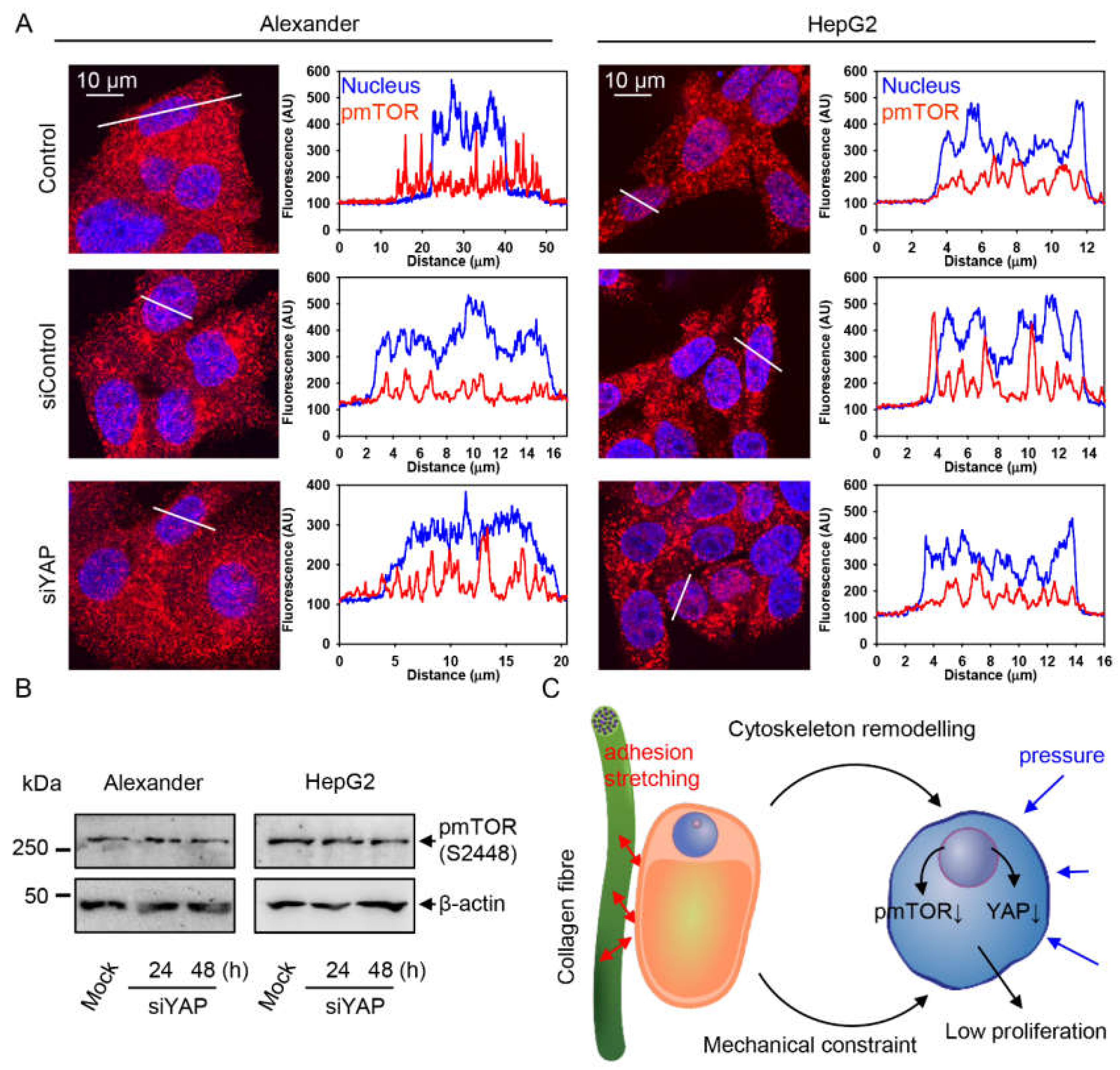 Pharmaceuticals 13 00430 g007 Pharmaceuticals 13 00430 g007